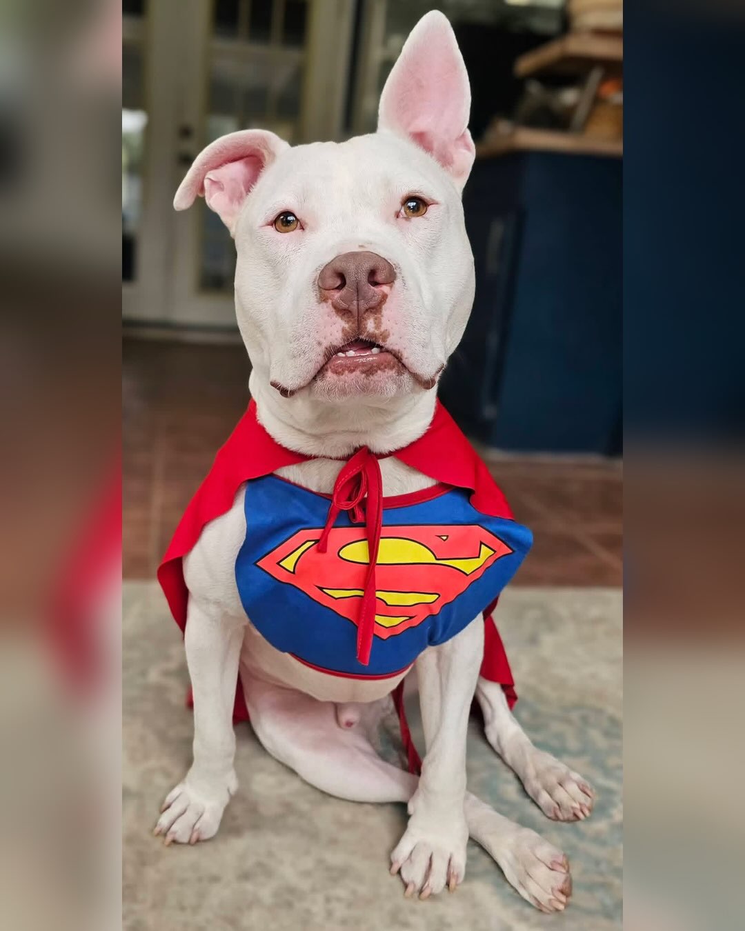 UPDATE: ADOPTED 💙
Meet Casper, one of the happiest boys despite everything he’s been through. Casper is 2.5 years old, 56 lbs, and currently living in a foster home while he waits for his forever family.
Casper was originally adopted from FWACC in 2025, but about a year later was removed from his home due to abuse. He returned to the shelter with scars on his face and back leg. Despite his past, Casper still loves and trusts people. His foster says he is potty trained, great on a leash, loves playing with his toys, and especially loves a good game of fetch.
Casper (A0058653557) is a 2.5-year-old, 56 lb, neutered male who was surrendered on June 20. He is currently in a foster home and available for adoption through @fortworthacc . If you’re interested in giving Casper the home he deserves, please EMAIL FWACCfoster@fortworthtexas.gov.