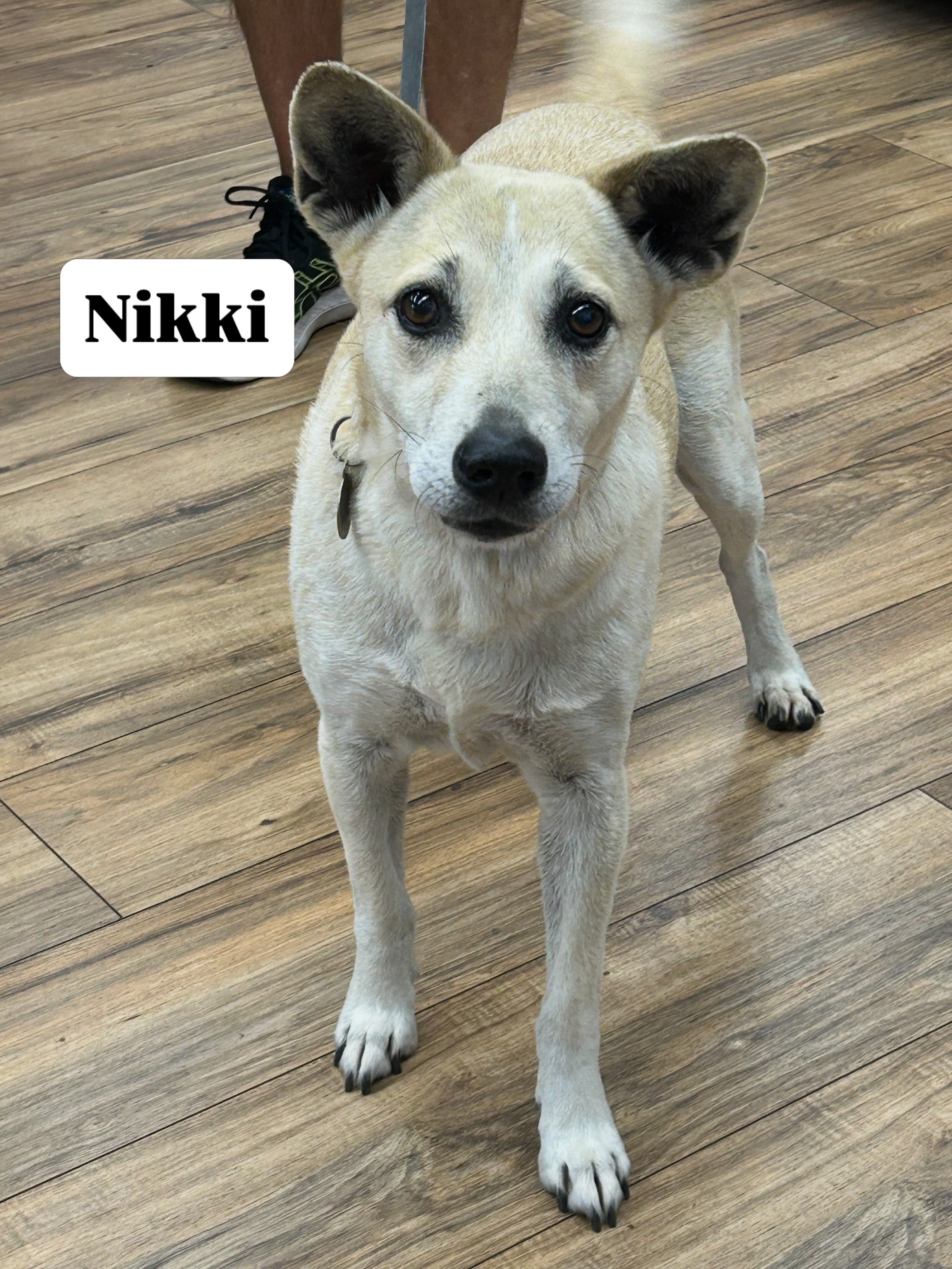 Have you ever seen a Taiwanese street dog? Sweet little Nikki is an international rescue pup, sweet, curious and the best pawticure in Sonoma County. 💕🐾
#adoptdontshop #rescueismyfavoritebreed #pawspups #pawsarottispetshop #dogsofinstagram