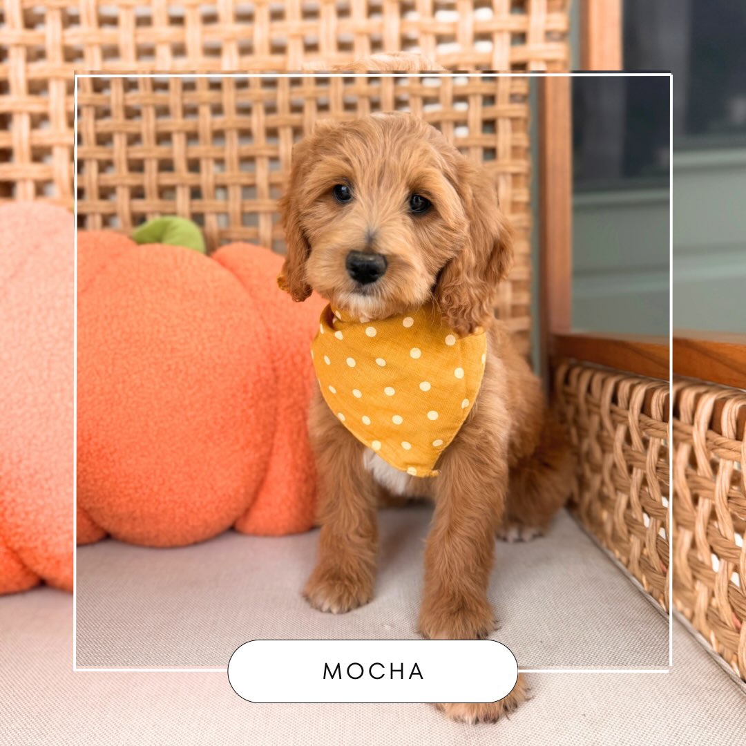 These four cuties are waiting for their people to find them! They are mini Goldendoodles expected to mature to between 20-30lbs adult size. Reach out to Katie with any questions! 720-879-3918 💕🐾
.
#Goldendoodle #MiniGoldendoodle #GoldenDoodlePuppy #GoldenDoodleBreeder #CenterpiecePuppies