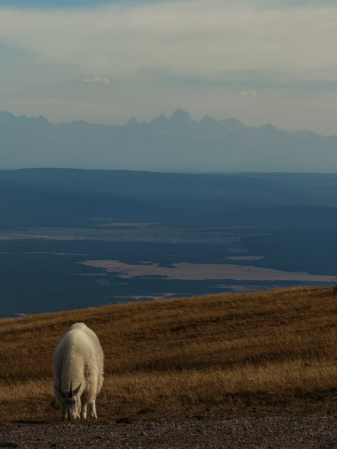 One of my favorite things about Island Park 🤎 you can drive to the top of Sawtelle Mountain and casually run into these guys. 🤍 Just another October evening around here.
#islandpark #islandparkidaho #sawtellemountain #yellowstone #mountaingoat idahome visitidaho greaterYellowstone wildidaho exploreidaho