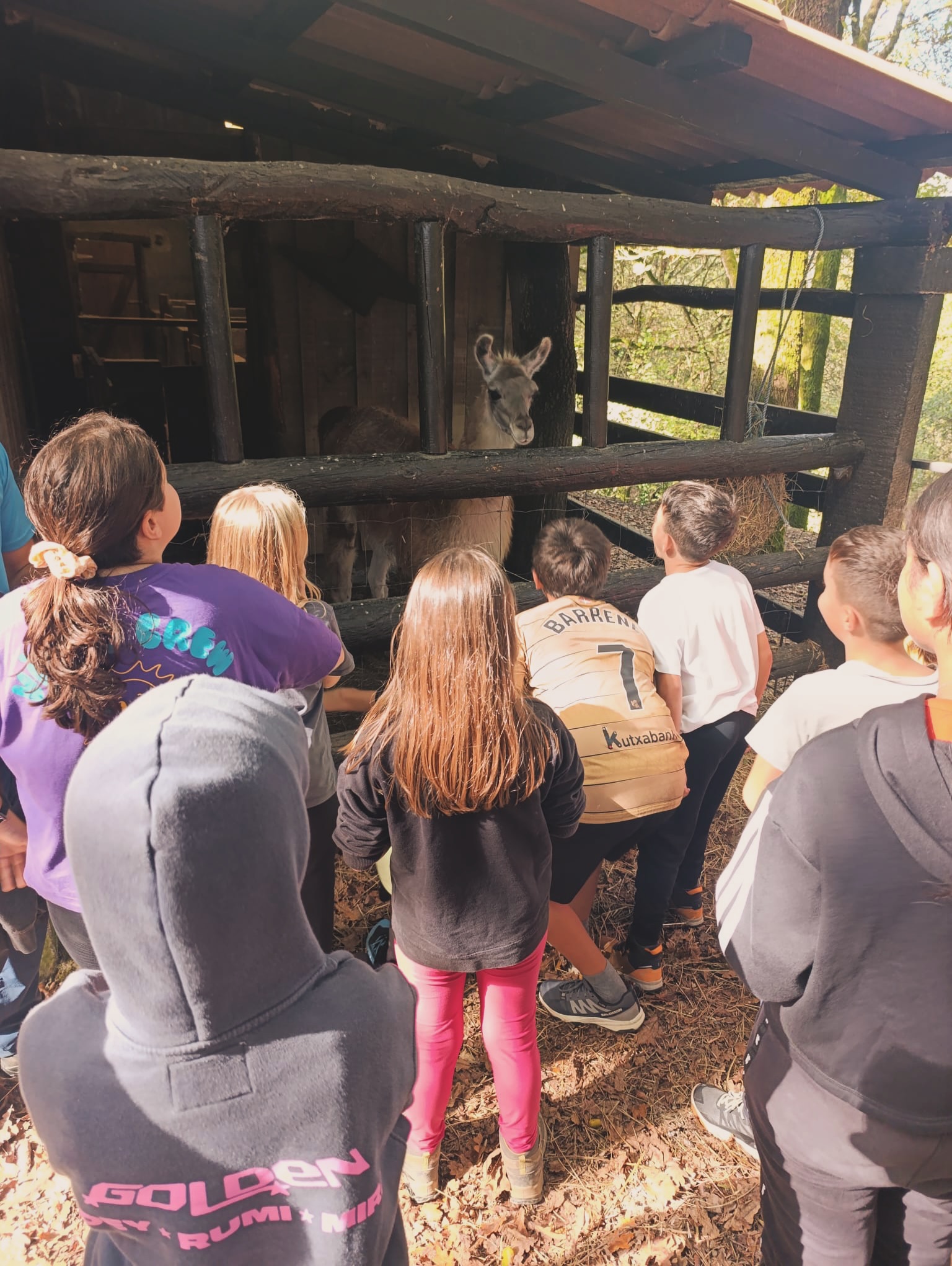 🦙🦙🦙🍃🍃LH5eko ikasleak Lurraskan gaude eta primeran pasatzen ari gara. Hango animaliekin egon gara eta beraien artean Txistuarekin!! 🦙🦙🦙🦙