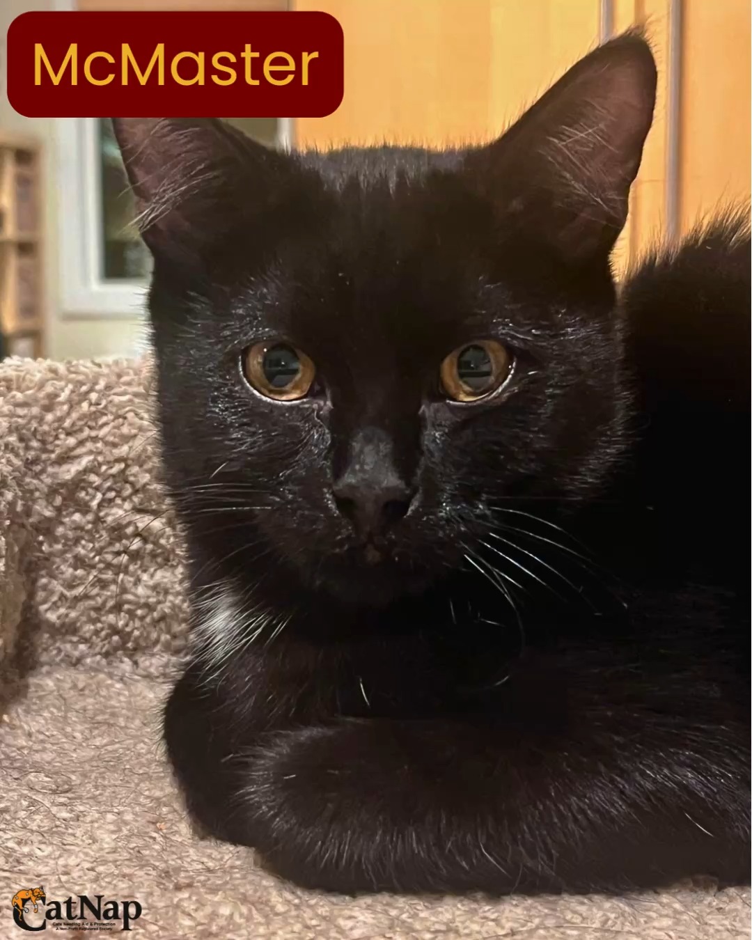 McMaster is #ADOPTABLE from PetSmart, Nanaimo
Male, domestic short hair, black with amber eyes
MacMaster, aka Mackie, is a stunning black house panther. He is purr machine when he decides that you are his person and settles in.
Mackie LOVES to play and considers most things his toys. Ping-Pong balls, boinks, springs, pieces of paper, wood pellets etc. You get the idea – this boy loves to play.
In addition to his love of all things toy – he is also a big fan of freeze dried chicken treats and meat tubes. Must be genetic as his siblings also love these tasty morsels.
McMaster was rescued from outside with his littermates, he has settled into domestic life very easily and thrives on human touch and attention. He wants a family that will work with him to continue to gain confidence and explore his new world.
He is fine with other cats, but… he can get a little overexcited and pounce on others. It is not all cats that think this is fun.
McMaster wants to share your bed with you and enjoys sleeping between your legs. He does sometimes get the night zoomies so applicants need to remember despite his size he is still very much a kitten at heart and will do kitten things.
To help McMaster settle into his new space, we recommend starting him off in a smaller safe room so he can adjust gradually and feel safe. Reading the “Rule of Three” document included with the adoption resources will help you help McMaster settle in.
#Compatibility
Cats: Yes McMaster would love to have a friendly young playful feline friend. He does get a bit rambunctious at times and chase and jump on other cats.
Dogs: Unknown, McMaster did not meet dogs in CatNap’s care
Kids: older kids and up as McMaster wants to play but will need some help settling in.
#Age
Estimated age: 5 months
continued in comments...pls read!