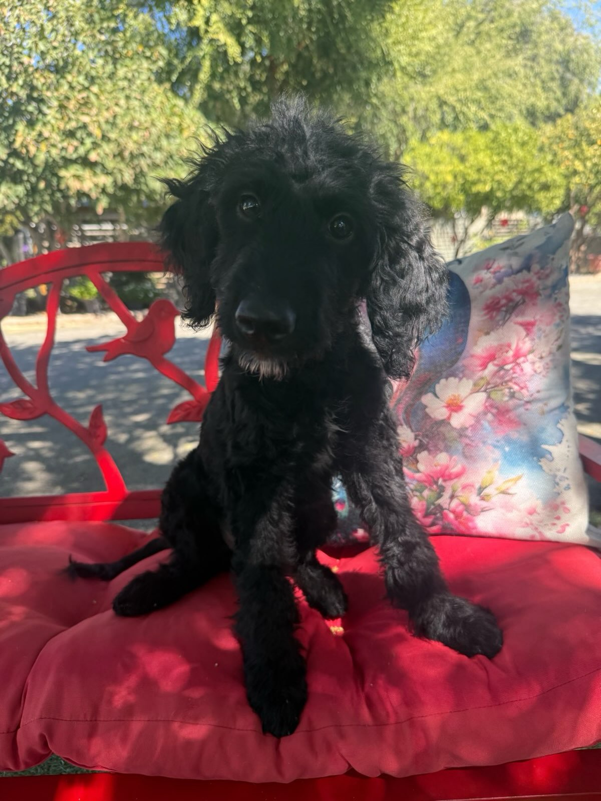 This is Dallas. He is 3 months old. His mom is a Goldendoodle, dad was a Labradoodle. He came in with his brothers and sister. The pups are gentle and very sweet . They are looking for families of their own.