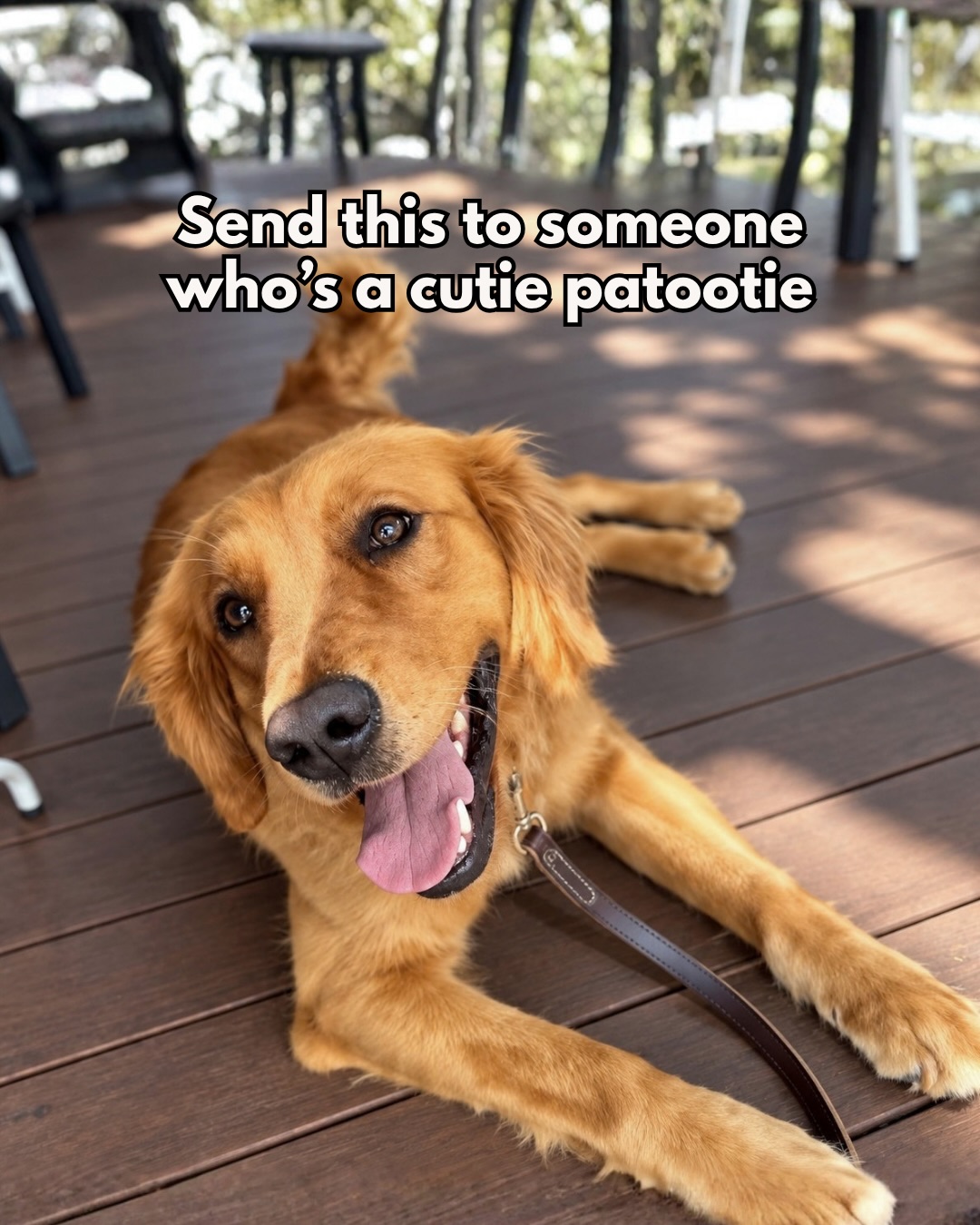 You are now a cutie patootie and don’t you forget it😤😤😤
#dogsofinstagram #dogaustralia #goldenretrieverworld #goldenretrieveraustralia