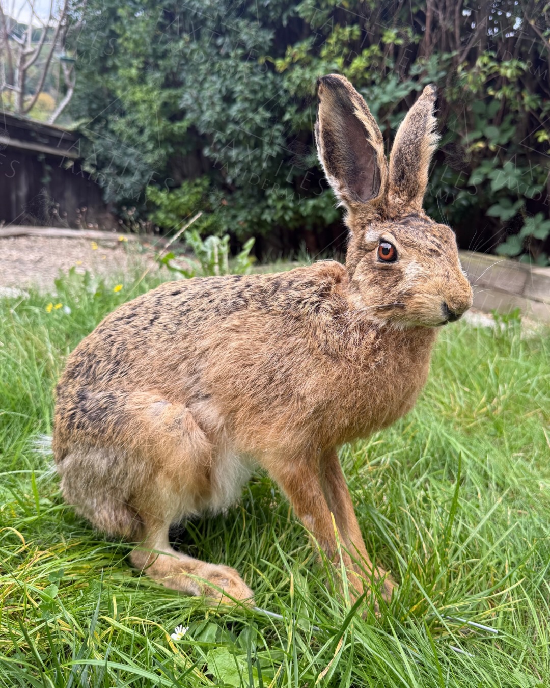 Cute hare recently gone to @the_herbert_cov handling collection. This was a big hare found locally near Cirencester. Now forever immortalised.
If you’re currently waiting for a commission off me this month, please bear with me. I am still catching up and unfortunately have been ill. Being self employed means you don’t get sick days. I am slowly over the worst of it now but it has really knocked me back. Don’t usually get sick.
#taxidermy #hare