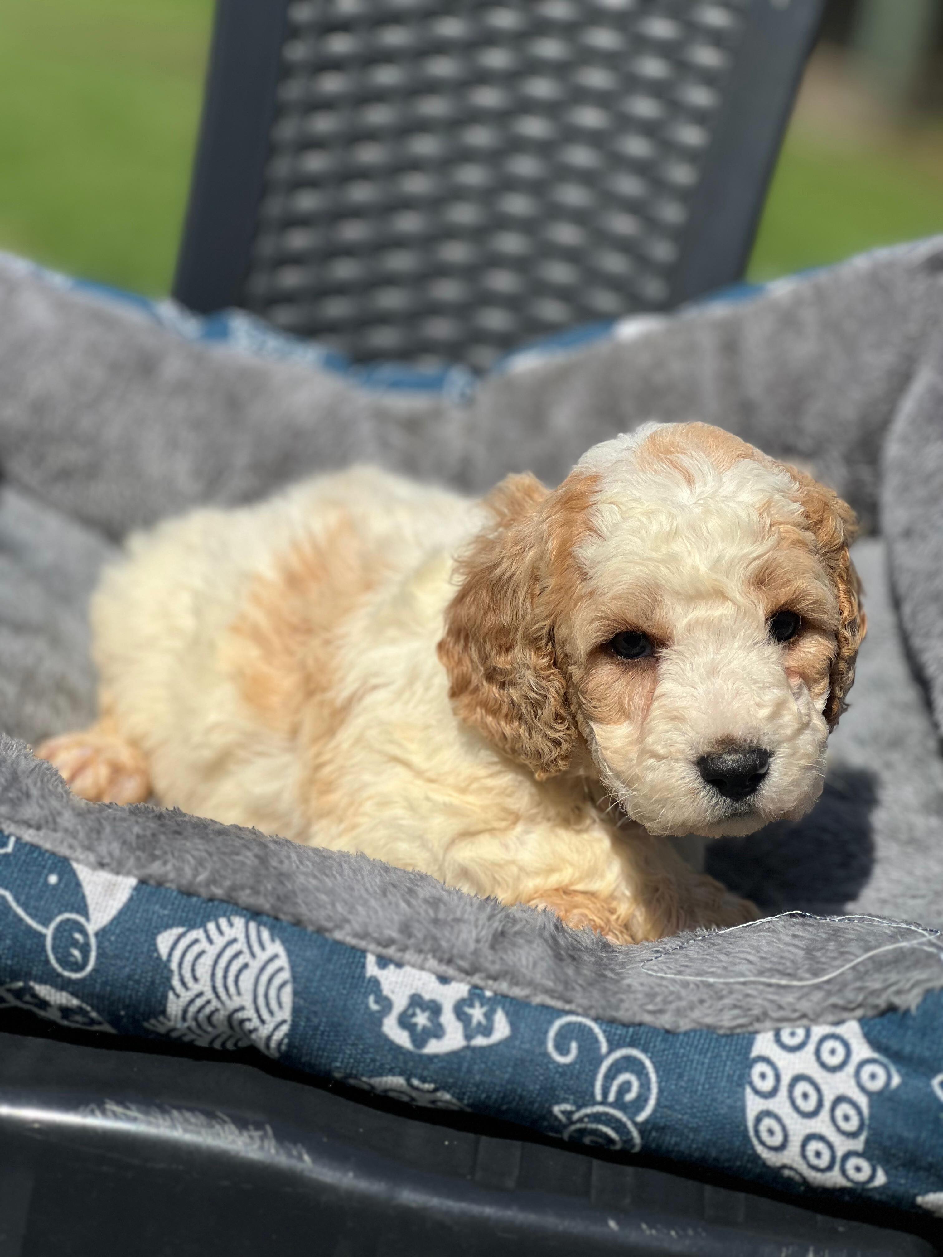 Fluffy, sweet and ready to steal a special place in your heart! 🥰✨
Our beautiful female F1B Mini-Med Groodle from Bingo & Jerry is getting ready for her next big adventure! 🏡🐾
🌸 F1B Mini-Med Groodle
🐾 Female
🐶 Parents: Bingo & Jerry
📅 DOB: 25 August 2026
🎉 Ready to go: 3 November 2026
🔢 Microchip: 956000019528929
📋 Source No.: BR100575
Could this sweet little Groodle girl be your perfect match? 💕🐶
#Groodles #MiniGroodle #PuppyLife #F1BGroodle #puppiesdownunder