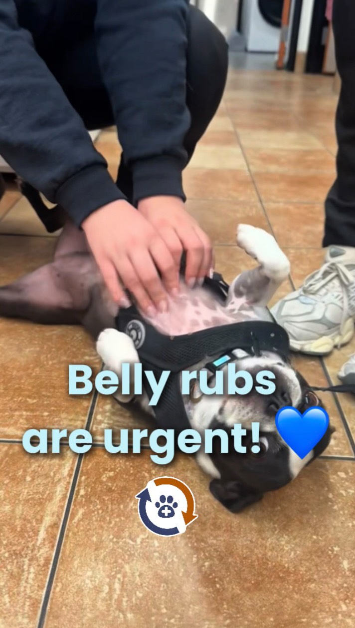 A little belly rub therapy goes a long way. At EVS Pet Urgent Care, we are always happy to give our patients a little extra love while they’re here! 🐾💙
•
Find your local EVS in:
📍 Northbrook, IL
📍North Tonawanda, NY
📍Kissimmee, FL
📍Reno, NV
📍COMING SOON: Morton Grove, IL
#peturgentcare #vetmed #petlovers
