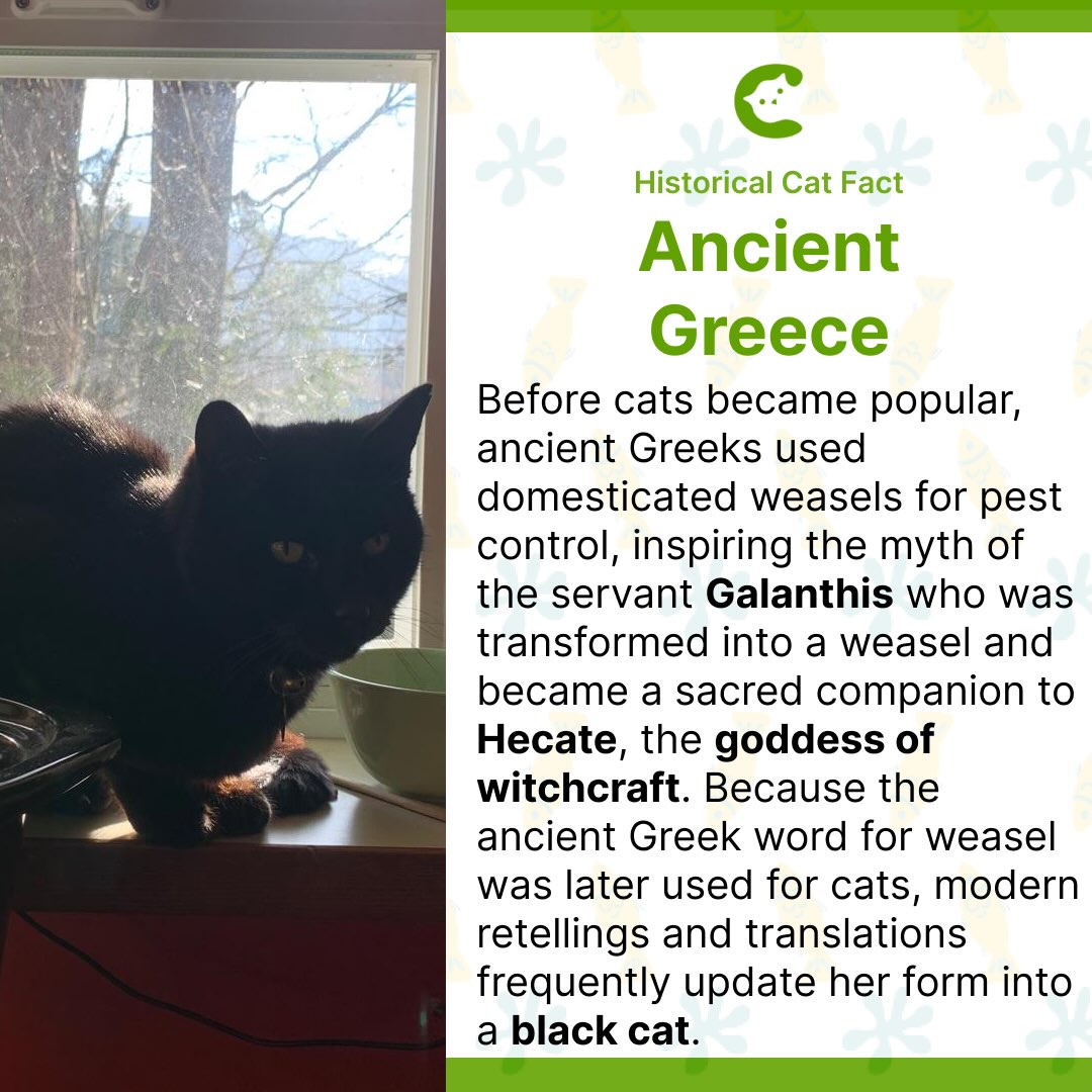 The link between black cats and witchcraft š§āāļøšāā¬
#cat #blackcats #catswoppr #blackcatsrule #ancientgreece