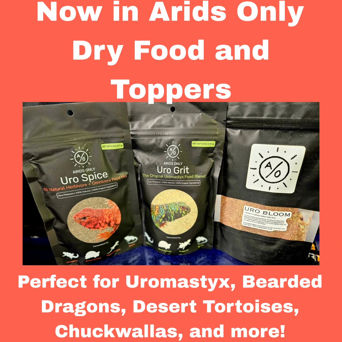 Arids Only now available at dfw reptarium
#dfwreptarium #dfwreptiles #reptileshop #petshop #dallastexas