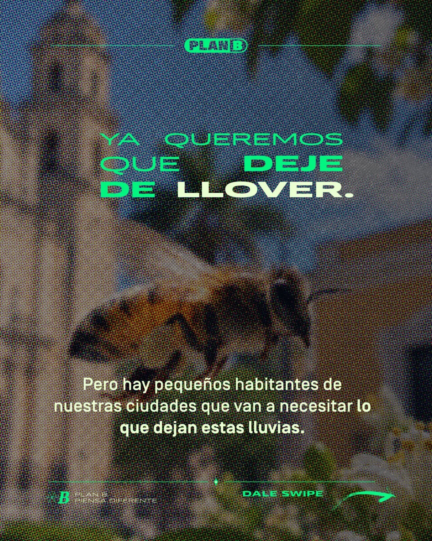 Ya queremos que se acaben las lluvias en México, pero ¿qué pasa con los polinizadores cuando dejan de caer? 🐝🌼
Abejas nativas, mariposas, colibríes y hasta escarabajos dependen de las flores que sobreviven en nuestros parques, jardines y camellones. Y mientras nosotros queremos el pastito bien cortado, ellos necesitan algo que comer durante los meses secos.
La próxima vez que veas una planta silvestre creciendo en tu banqueta, piénsalo dos veces antes de llamarla maleza.