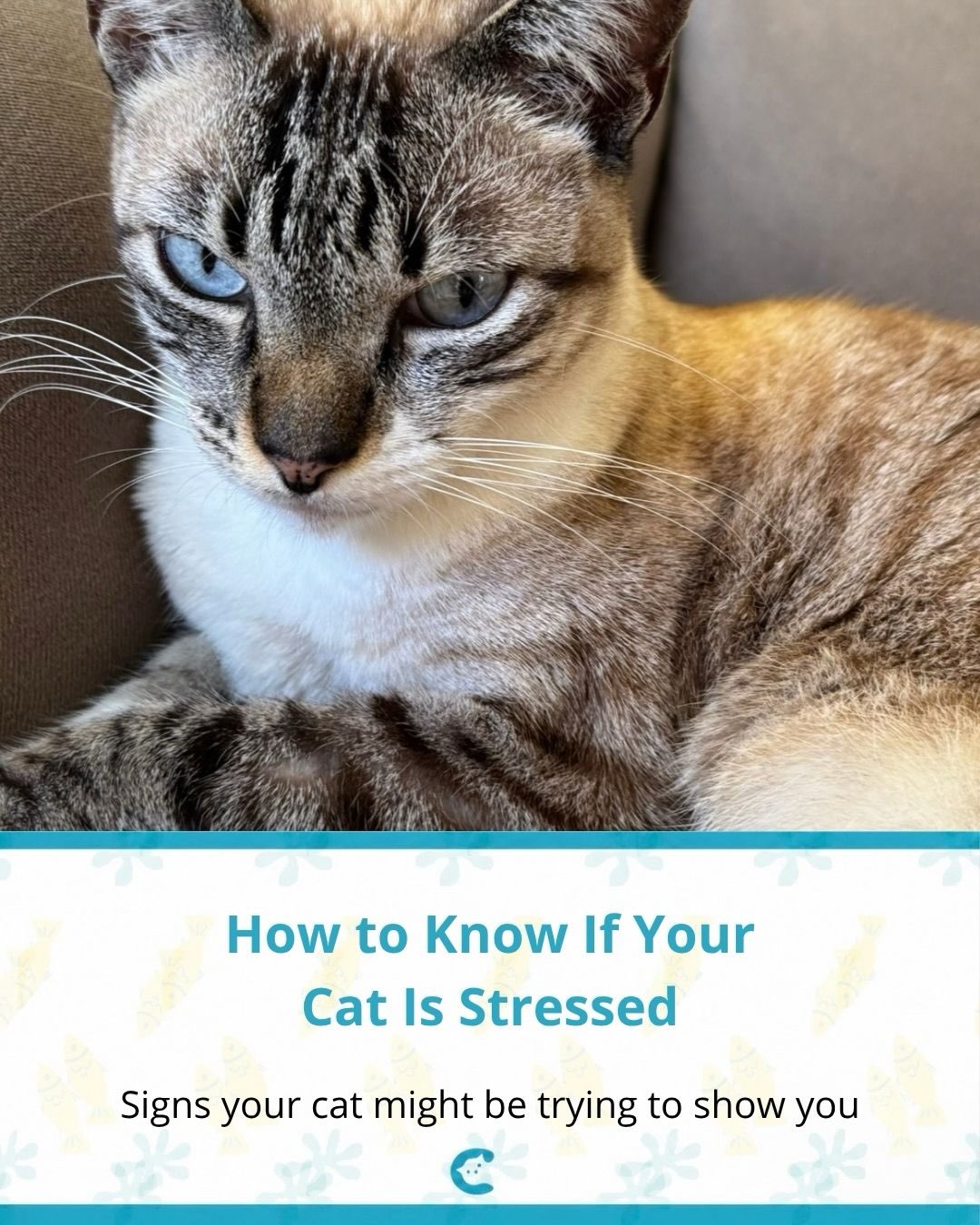 Your cat canāt exactly say āIām stressedā... so they show you instead. šš
#cats #catswoppr #catcare