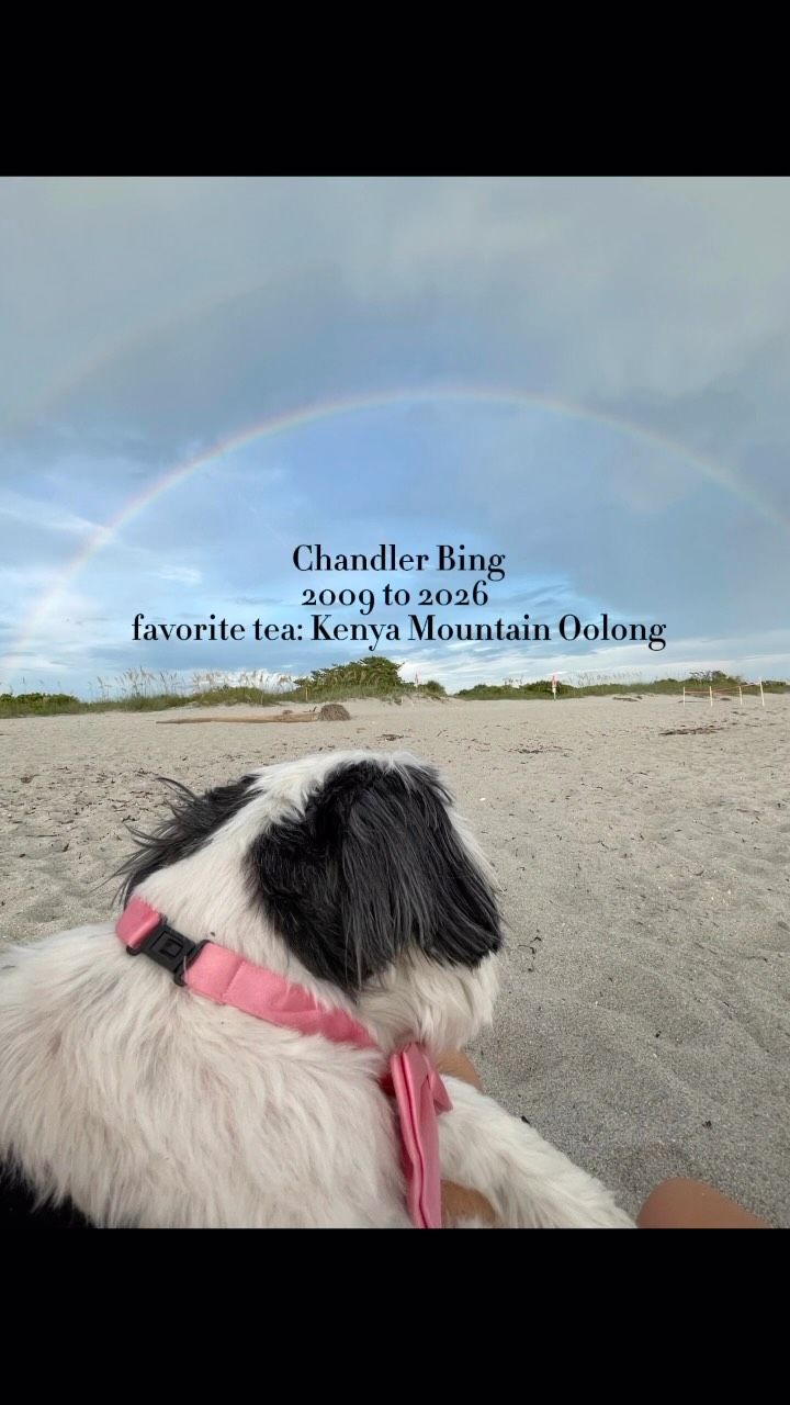 This week, we said goodbye to our little tea buddy, Chandler.
For 17 years, he was part of our family, and somewhere along the way, he became part of my tea ritual too.
Looking back, it’s these simple moments that mean the most.
So make the tea. Sit with someone you love. Stay a little longer.
Because someday, the ordinary moments may be the ones you treasure most.
We’ll miss you forever, little tea buddy.
#teabuddy #teamoment #rainbowbridgedogs #simplemoments