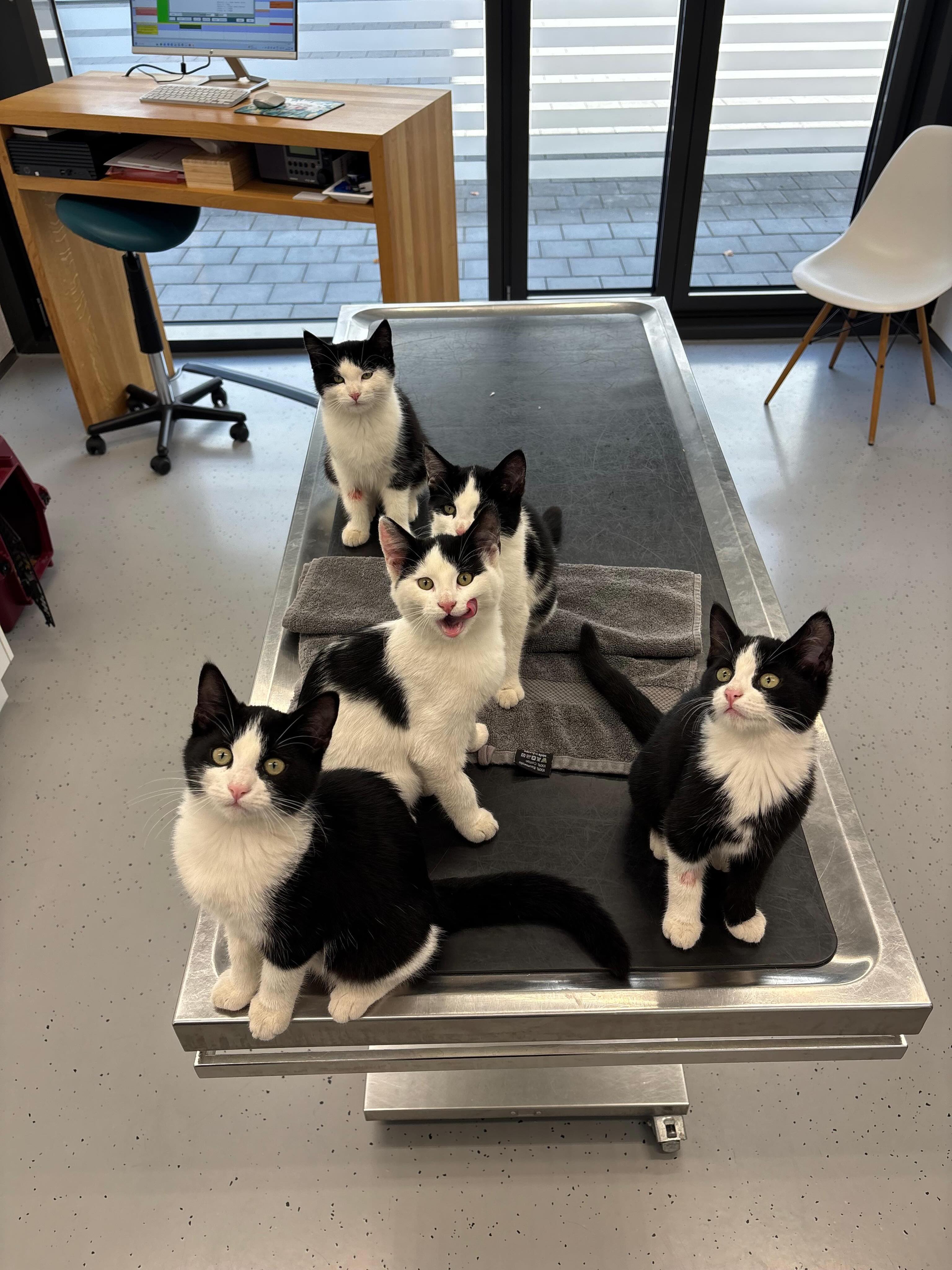 Teamwork macht Dreamwork! 😼💪
Wir Geschwister machen einfach alles zusammen – auch den ersten grossen Tierarzt-Check!
Heute Morgen wurden wir alle gepiekt:
Erst gab es den Leukose-Test (alles super!) und danach direkt die erste Impfung. 🛡️🐾
Ganz ehrlich? Ein bisschen mulmig war uns schon zumute. Aber weil wir uns gegenseitig Mut zugeschnurrt haben, waren wir die tapfersten Patienten des Tages! Das Praxisteam @tierarztpraxis_rothenburg war ganz verliebt in uns. 😻
Jetzt sind wir wieder in unserem Körbchen, teilen uns die Belohnungs-Leckerlis und schlafen uns aus. 💤
#babykatzen #geschwisterliebe💕 #catfriendly #impfungen #tierwohl