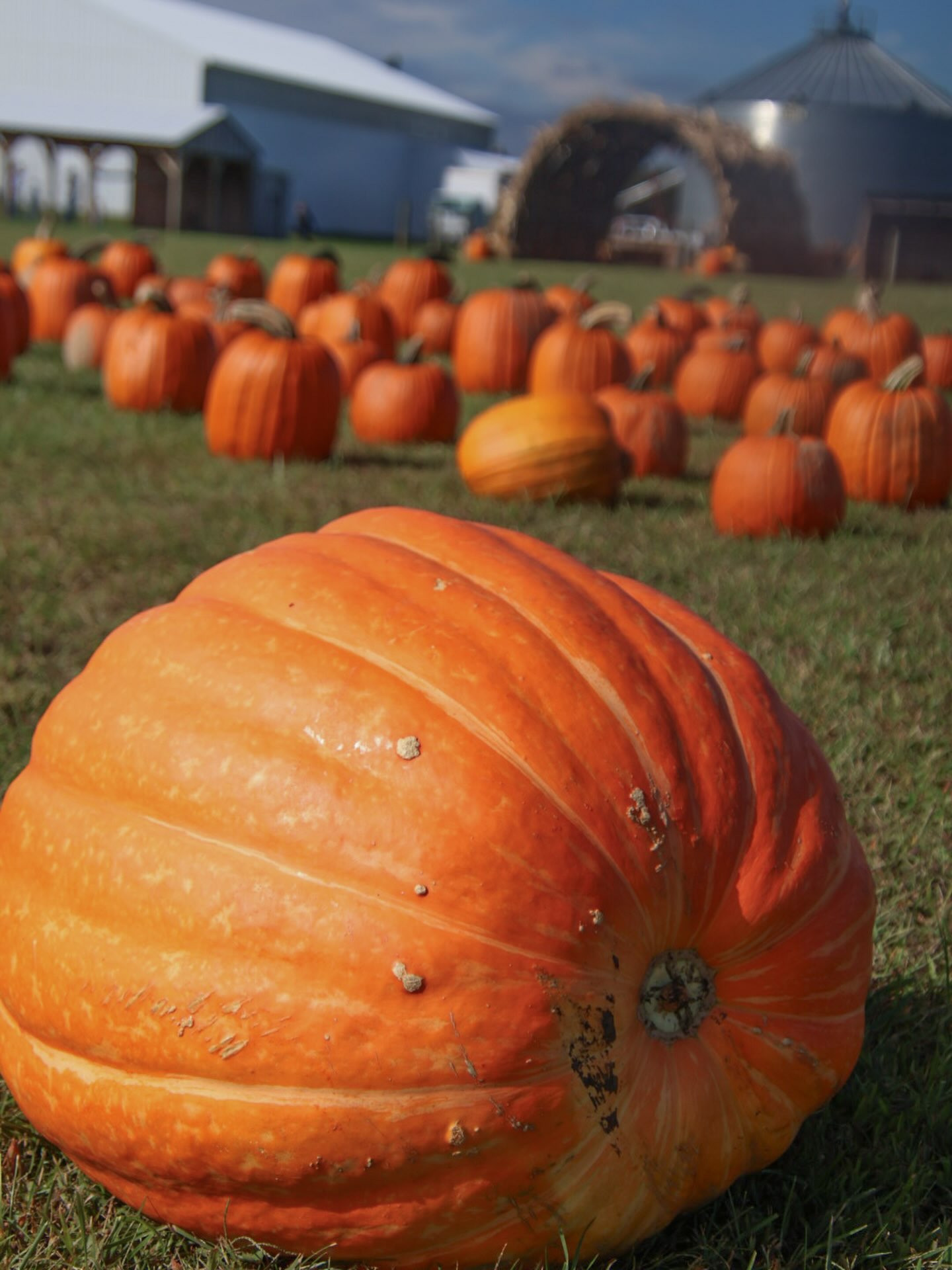 ☀️ Today is going to be a beautiful day at Red Wagon Farm! 🎃 We still have some amazing prize-winning pumpkins available! Stop by and grab your favorite before they’re gone! 🍂
#redwagonfarmnj #njfamily #njfarms #njfamilyfun #nj
