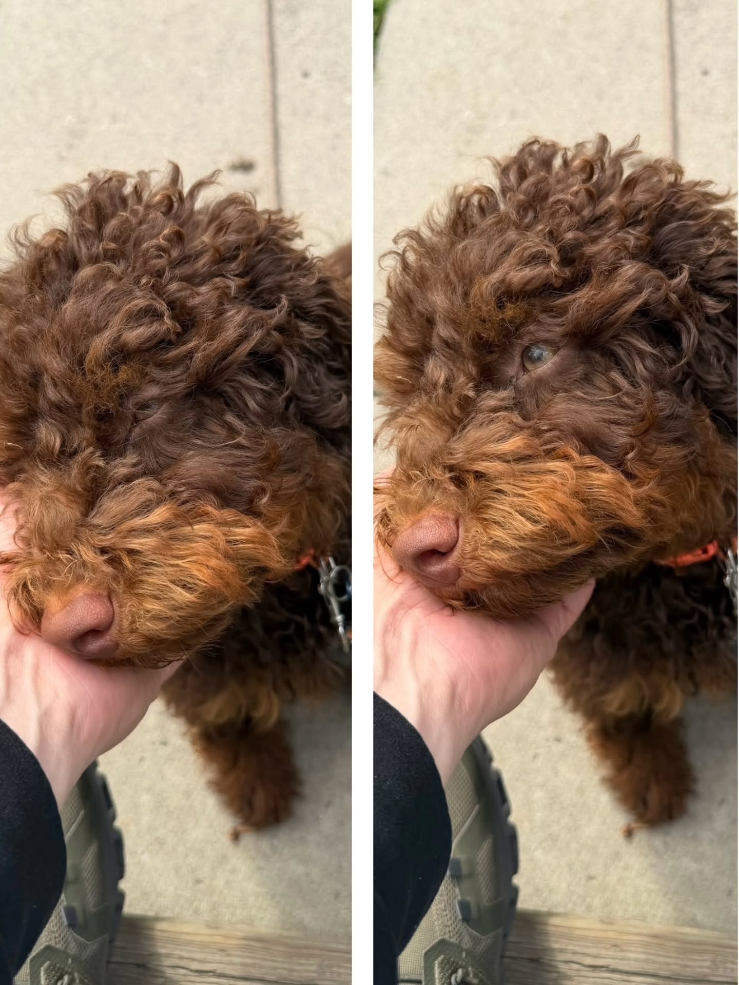 ✨️🐾💗Sydney NOW Raffi update!!! 💗🐾✨️
This handsome poodle boy is living his best life!
He now has human children to love on and a furry older sister 🐕 🐩
Are they becoming best friends?! 🧡❤️ yep!
#poodledoodlelove #poodlepuppy #DelilahsPoodleDoodles
#madewithlove