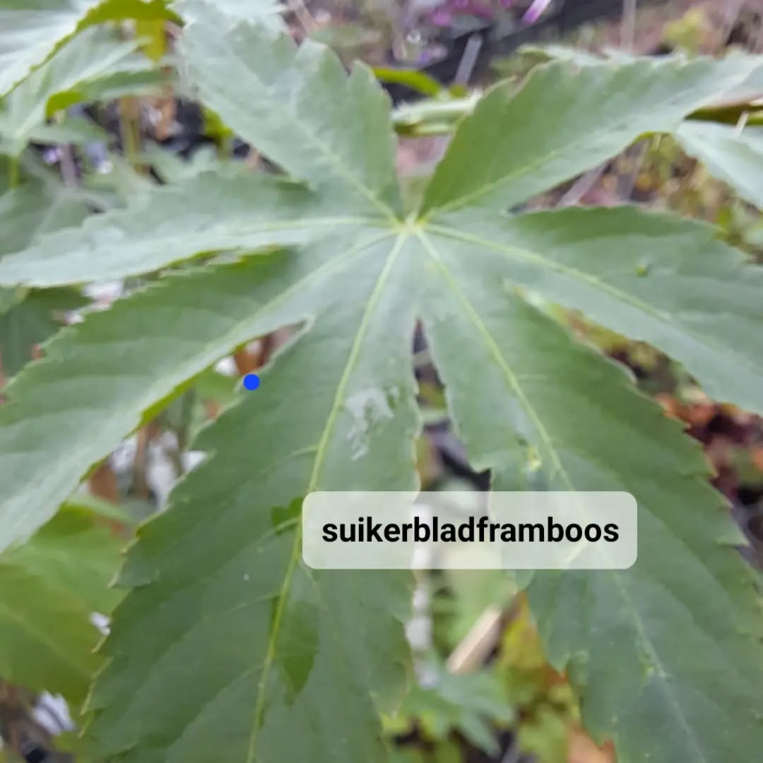 Rubus chingii var. suavissimus Sugarleaf® 'Innocent' (ook bekend als de suikerbladframboos of suikerbladbraam) is een unieke, Aziatische struik die gekweekt wordt om zijn extreem zoete, eetbare bladeren die als natuurlijke suikervervanger dienen.
Winterhard tot -25°C
♥️Je kan van het blad komen proeven😋 en de planten zijn bij ons verkrijgbaar.
✅️Welkom vrijdag en zaterdag van 8 tot 18u en nu zondag ook van 9 tot 12 uur.
En tuurlijk ook pawpaw proeven 🥭🍌