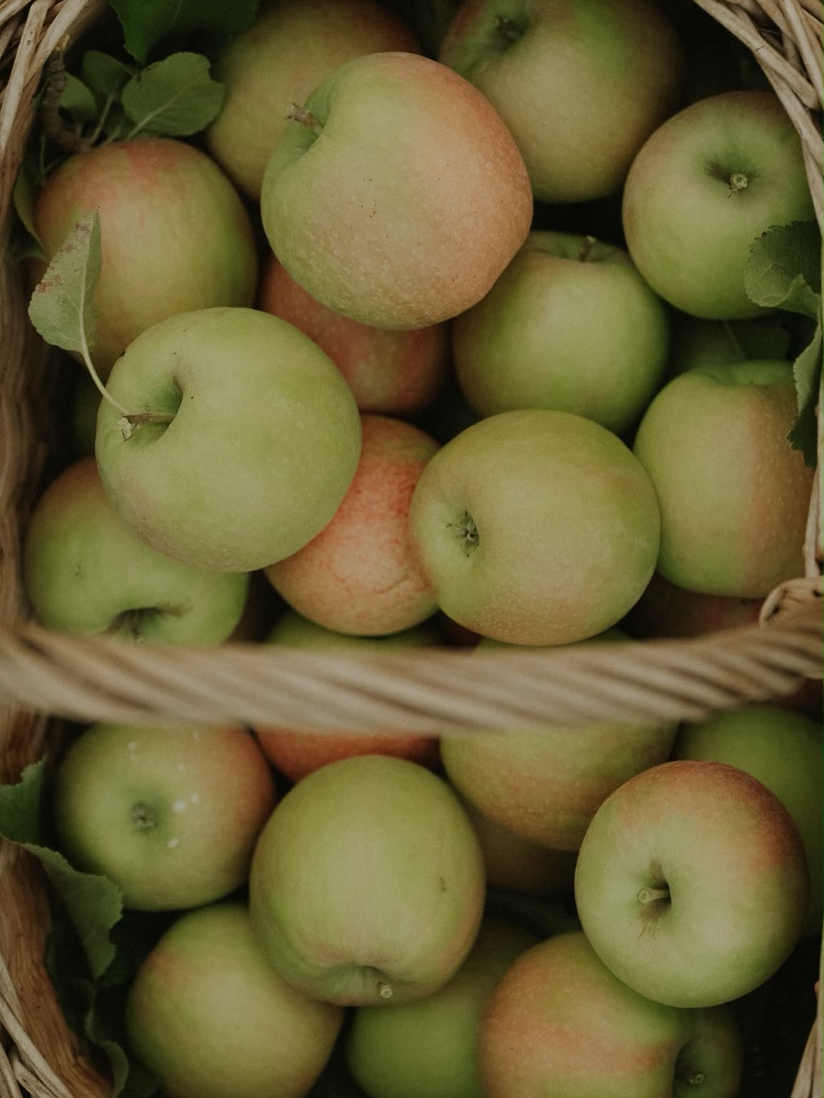 La cueillette des pommes 🍎