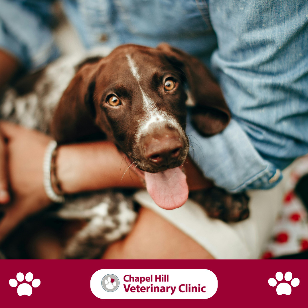 🐾 Keeping your pet healthy isn't just about treating illnesses when they happen. Preventive care plays a vital role in helping your furry family members live longer, healthier lives.
Routine wellness exams, vaccinations, parasite prevention, dental care, and regular health screenings allow potential concerns to be identified early, often before symptoms become noticeable. Early detection can lead to more effective treatment and better outcomes for your pet.
By staying proactive with your pet's healthcare, you're giving them the best chance to enjoy more happy, healthy years by your side. ❤️
Contact our team to schedule your pet's next wellness visit. We're here to support their health at every stage of life. 🐶🐱