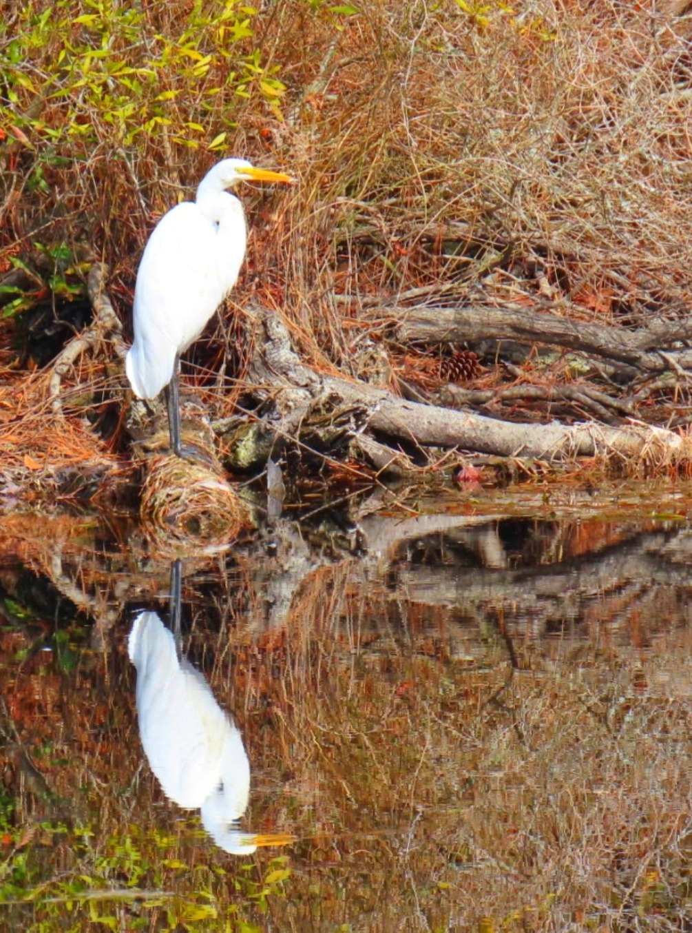 🍂#WildlifeWednesday ~ Fall Reflections 📸
Fall colors, peaceful waters and incredible wildlife make #CamdenCountyNC a beautiful destination for birding and nature photography.
🦅Grab your binoculars and camera and come #FindYorFall!
📸: Donna Rose/ Camden TDA Photo Contest
#fall #nature #outdoors #wildlife #northcarolina
