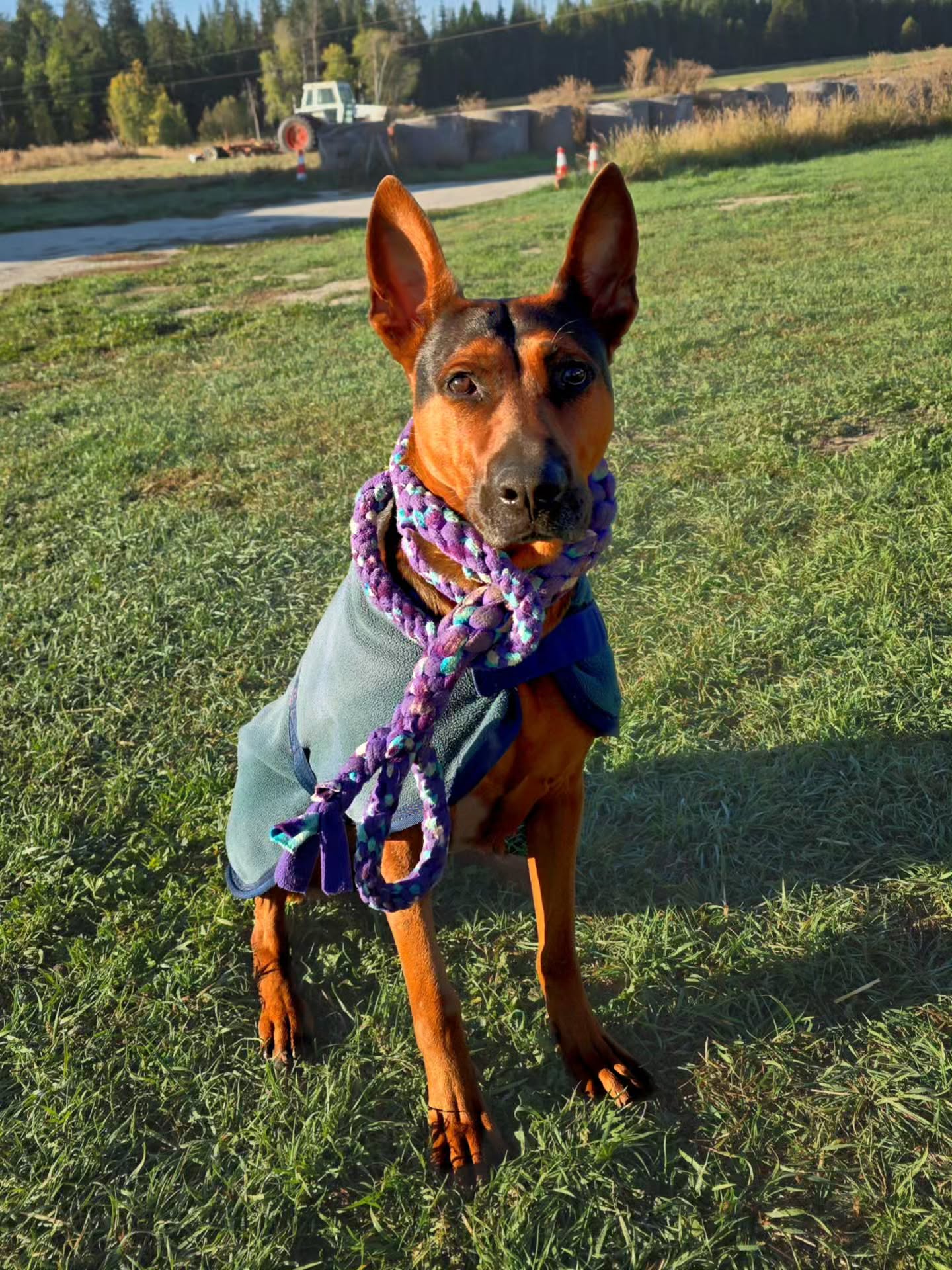 Fall is here
-
Laizhou hong chinese red dog
-
Nothing for sale, DM to inquire about the breed!
-
dutch shepherd sighthound #rarebreed #protectiondog #chinesereddog beauceron schutzhund protection dog psa german shepherd guard dog trainer preservation chinese red dog #dobie