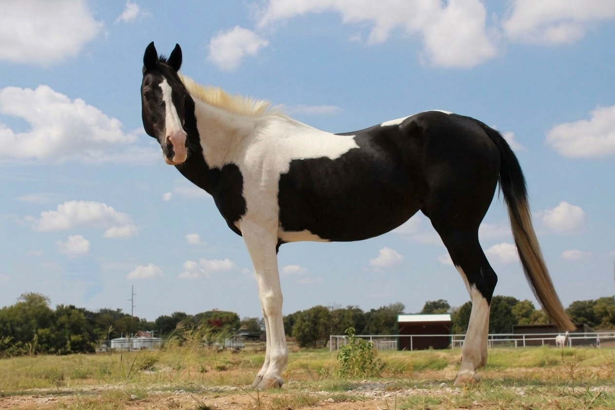Meet Grace! ๐ค๐ค
This darling paint mare been waiting patiently to find her new best friend who will give her all the love and attention in the world. Having been on her own in the past, she is loving her new pasture mates, staff groundwork sessions, and enjoying her grain and alfalfa!
She may look petite, but her giant heart is made of solid gold. Grace has perfect ground manners and is seeking a new home as a companion horse.
For more information about sweet Grace, check out our website ๐ด
#RightHorse #HSNTEquineRanch #horses