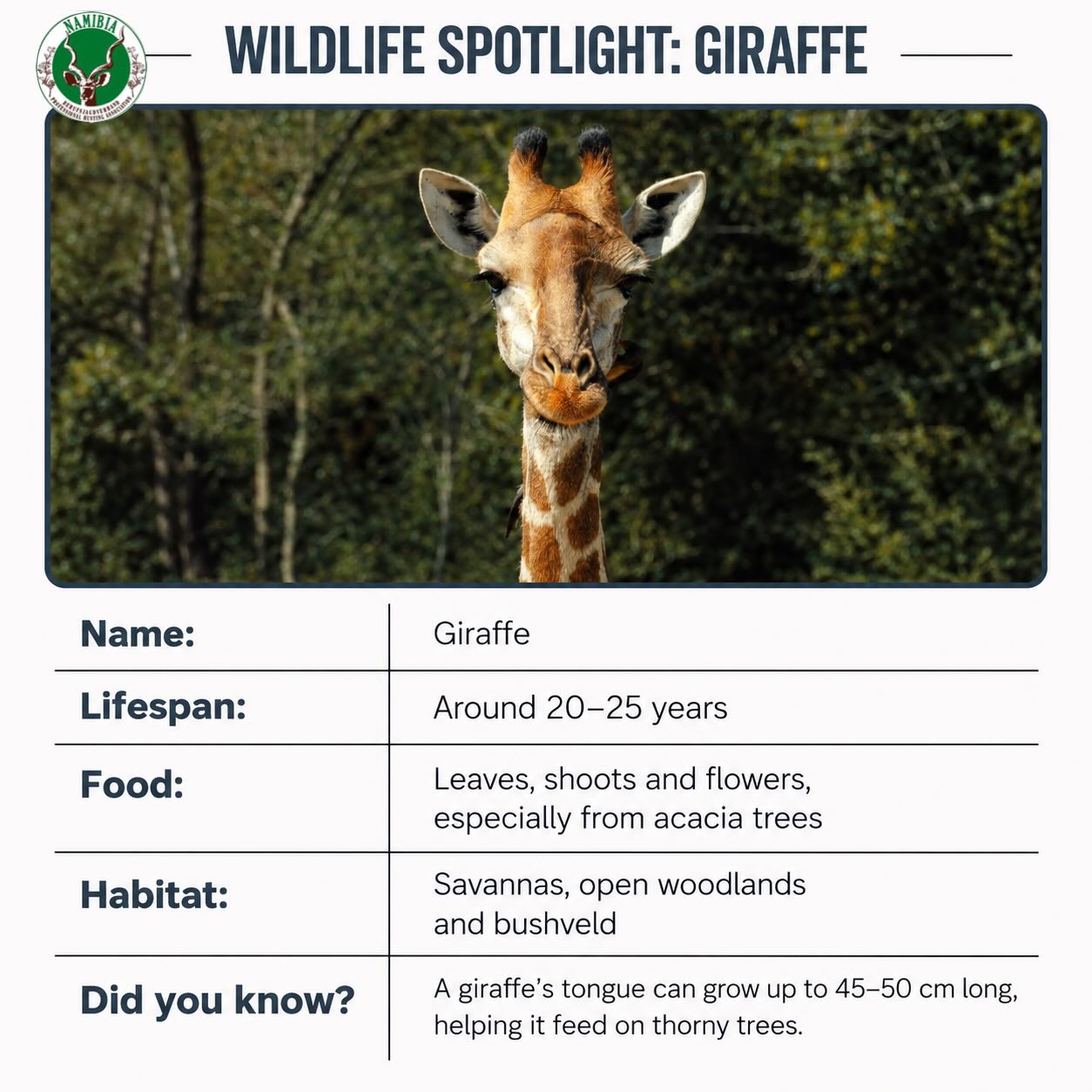 Our Wildlife Spotlight series starts with one of Africa’s most iconic animals — the giraffe. 🦒
Known for their incredible height, gentle nature and long tongues, giraffes are perfectly adapted to life among the treetops.
Follow along as we shine a spotlight on more of Namibia’s amazing wildlife.
#WildlifeSpotlight #Giraffe #NamibiaWildlife #AfricanWildlife