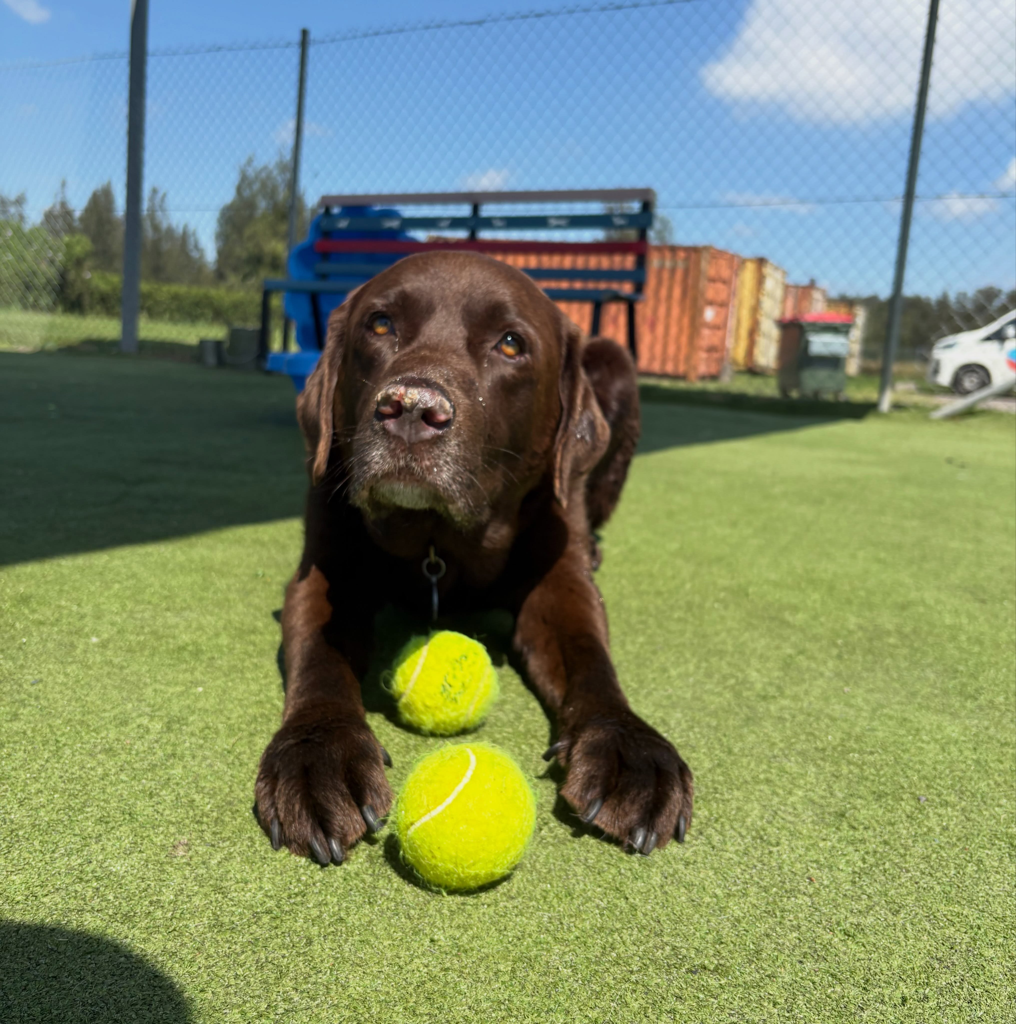 Mr Maverick loves his tennis balls! One is certainly not enough
