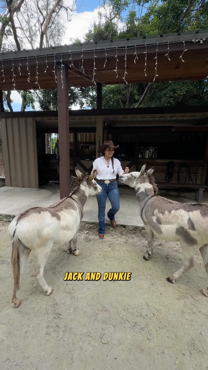 ๐ด Meet Jack & Dunkie โ two of the sweetest faces at Davie Ranch! ๐ค
At Davie Ranch, our animals are truly part of our family, and Jack and Dunkie are definitely ranch favorites. Theyโre incredibly friendly, gentle, and love being around people.
Theyโve been with us for 14 years, and weโre so grateful to see them happy, healthy, and still sharing their sweet personalities with everyone who visits. ๐ฅน๐ด
We take pride in making sure all of our animals receive the love, attention, proper care, and healthy environment they deserve.
๐ฟ Come experience Davie Ranch, meet Jack & Dunkie, and say hello to all the animals that make our ranch so special!
๐ Come visit us at Davie Ranch!
#DavieRanch #MeetTheAnimals #RanchLife #AnimalLovers #SouthFlorida