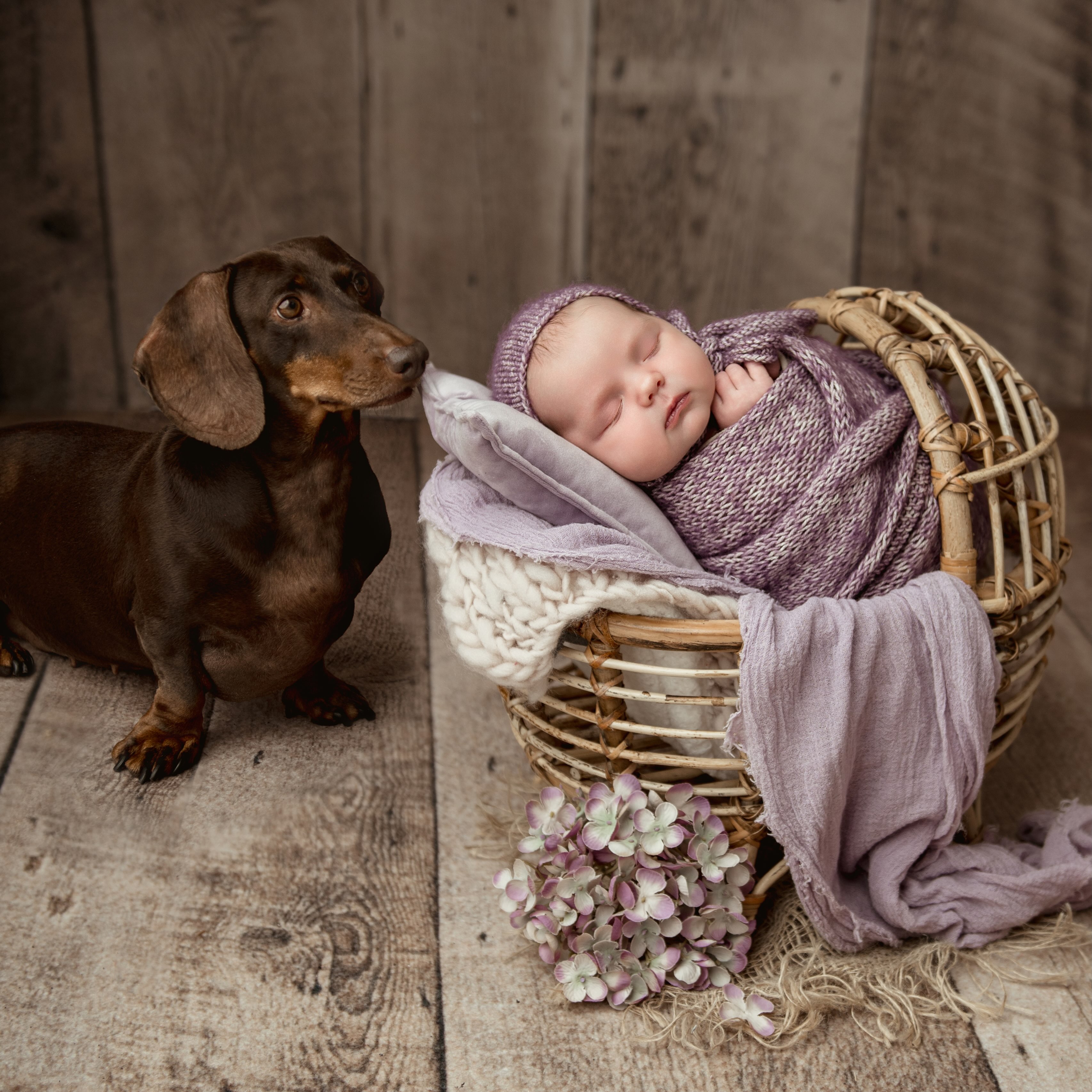 There can only be one way to make a newborn photo more adorable - add a dachshund! 🐾
#wiltshirenewbornphotographer #salisburynewbornphotographer #warminsternewbornphotographer #andovernewbornphotographer #blandfordnewbornphotographer