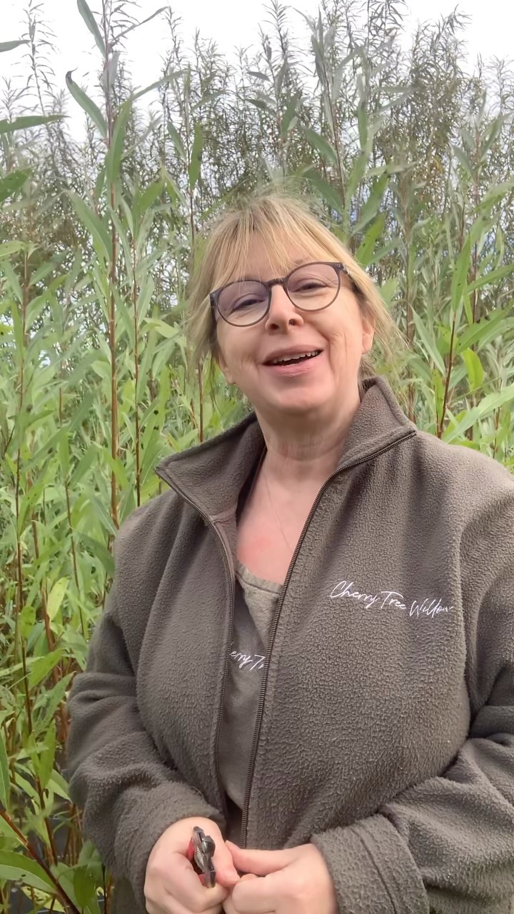 It’s at this time every year that I start to get questions from new willow growers keen to harvest their bounty.
And my answer is always the same - NOT YET!
After 20 years growing willow on a small scale in the U.K., I have learned a thing or two.
🍃At this time of year your willow is still in active growth. While it is still in leaf it is storing energy ready to provide you with a vigorous crop next year.
🍃Lignification is not complete. Cut it now and you will likely experience die back from the tips, reducing the usable length. It is also more likely to rot as the bark is softer and holding more water.
🍃Removing leaves by hand results in a rod that is not as smooth, and opens up points that may speed up rot.
🍃cutting now increases the risk of infection to the stool.
Wait until the leaves have dropped - usually late December / January for me in north west England, and you’ll have healthy, vigorous willow and beautiful hardy rods to weave with 😊
#willow #salix #growyourown #basketmaking #sustainablecraft
.