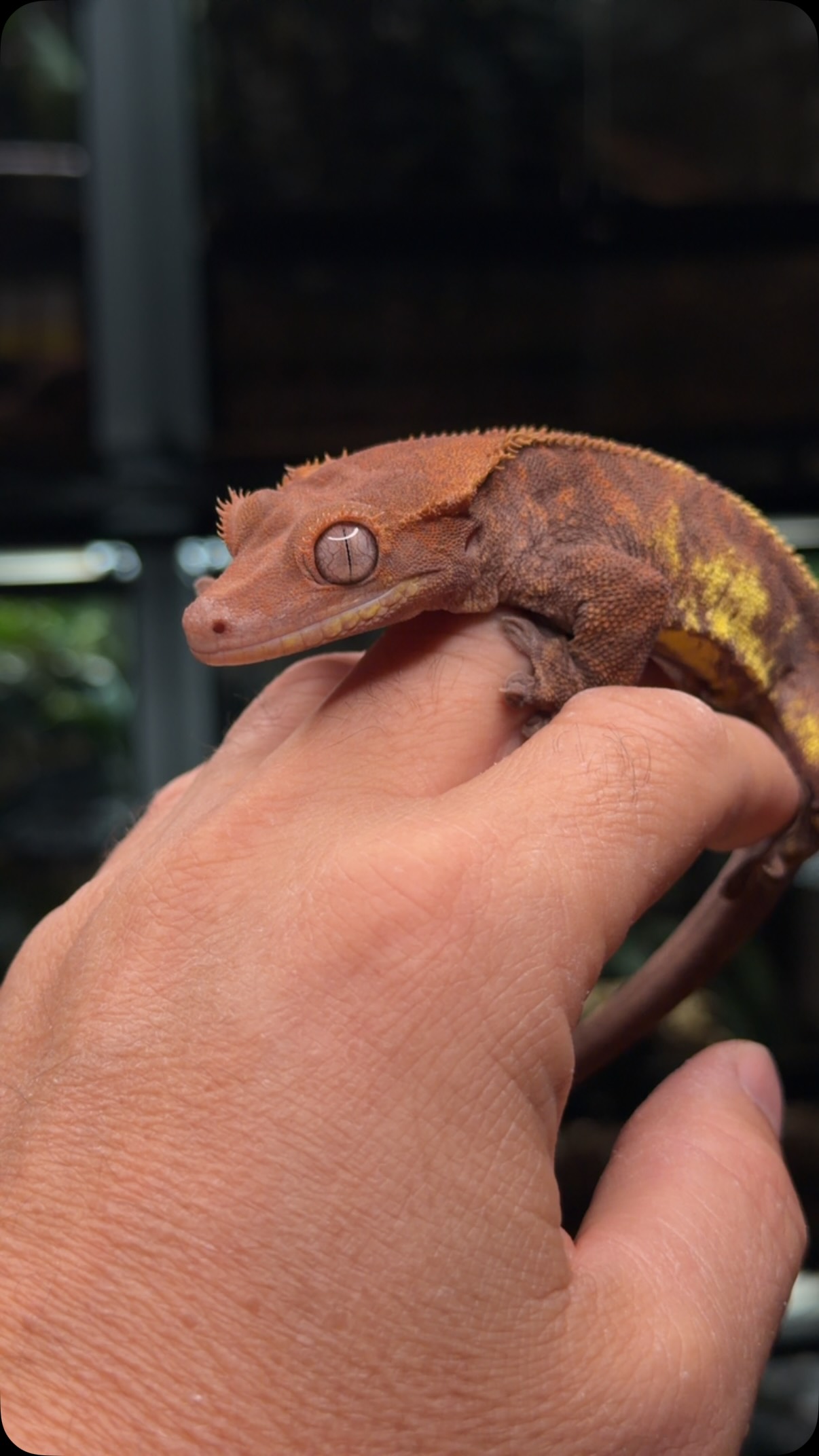 Tuxedo line Cappuccino. What would you pair him with?
#fringemorphs #crestedgecko #crestedgeckosofinstagram #reptiles #correlophusciliatus