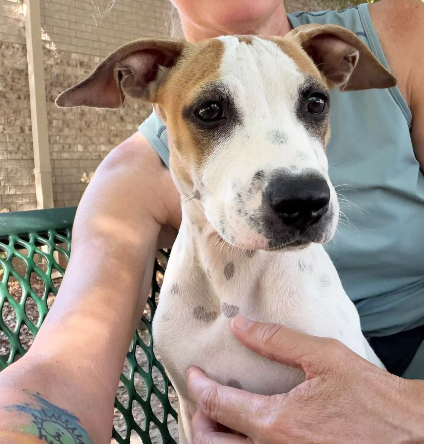 Looking for a snuggle buddy? Jasmine is your gal!
She’s just a baby, around 6 months old and 15 pounds.
Jasmine is a velvety soft, polka-dotted sweetheart. 🥰
She’s nervous in her kennel, but once you get her out, all she wants to do is lay in your lap.
Her spay, shots, microchip, and heartworm test are all included in her $90 adoption fee!
Meet her at 4500 Kramer Street, Tuesday-Saturday, 10:30-5. The Little Rock Animal Village is a high-intake city shelter, so if you are interested in an animal, go meet them ASAP!