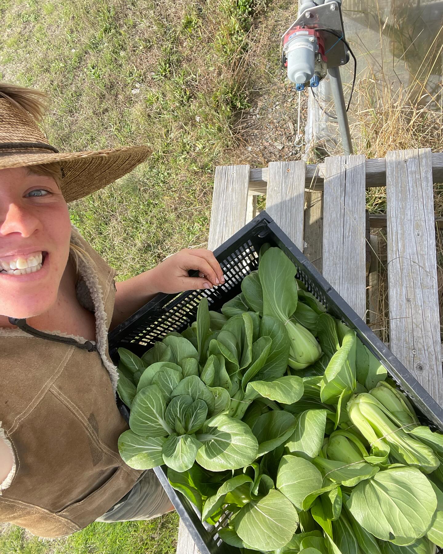 You guys, it’s the second to last market tomorrow! And I’m brining the most incredible baby bok Choi! And about 20 other vegetables. Also, 1 lb bags of garlic for 25% off! Come see us tomorrow morning @farmersmarketatsandpoint