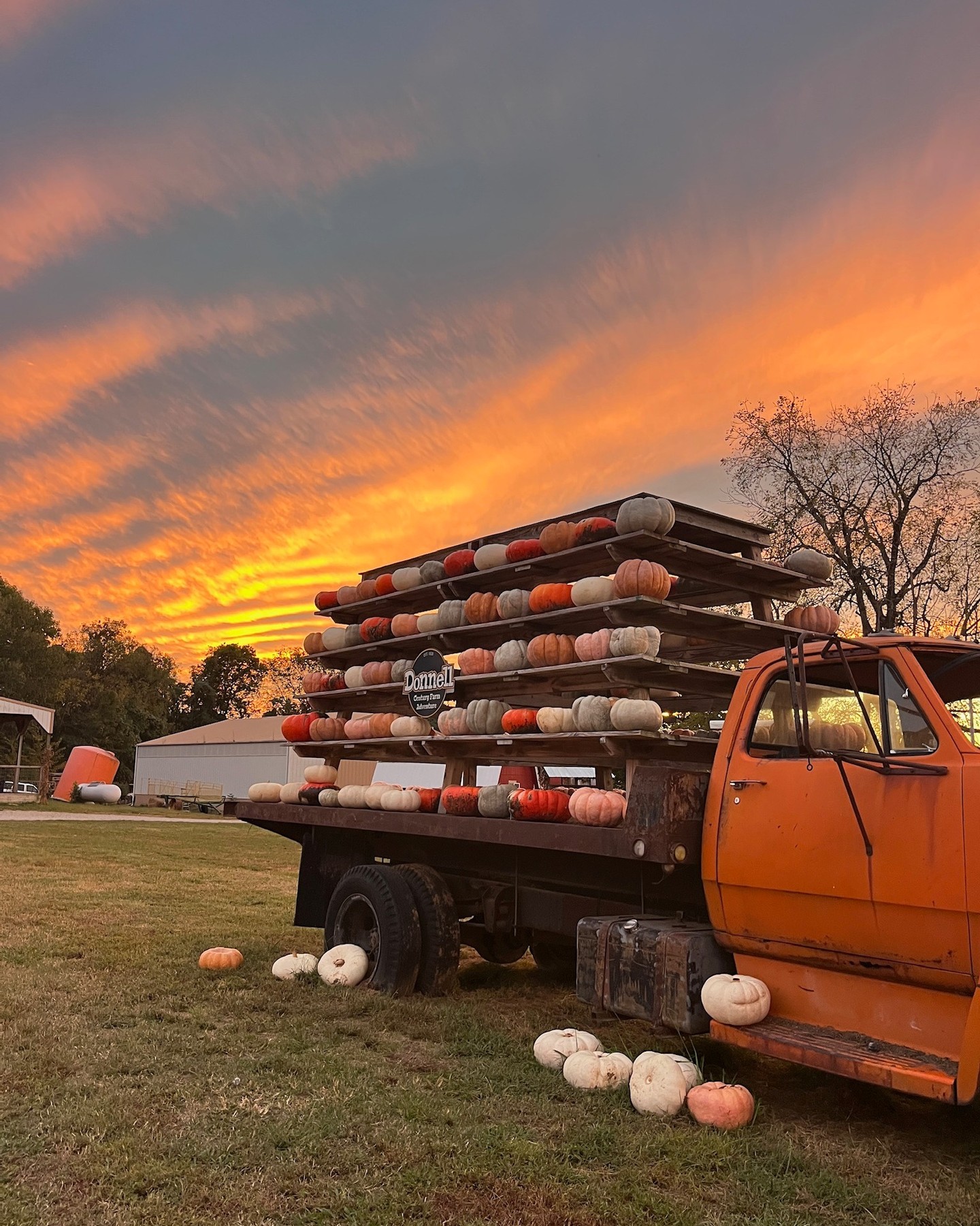 🎃✨ Don't miss Tennessee's most talked about fall event! 🧡
Pumpkin season is sliding right by, and there’s still plenty of fun happening at Donnell Farm you won't want to miss! 🚜🎃
✨ Later hours Saturday for nighttime Fall Fest & Fireworks
🎆 Fireworks | Saturdays - October 10, 17, 24
🐷 Pig Races | Saturdays 11 AM, 2 PM & 4 PM and Sundays 2 PM & 4 PM
🍬 Candy Cannon | Saturdays & Sundays at 3 PM & 5 PM
🎶 Live Music | Saturdays & Sundays from 11 AM - 2 PM
🛝 Endless Attractions included in admission
PLUS we are open a bonus day this weekend! Saturday, Sunday + Columbus Day!
🎟️ Snag your tickets online for a discount: donnellcenturyfarm.com