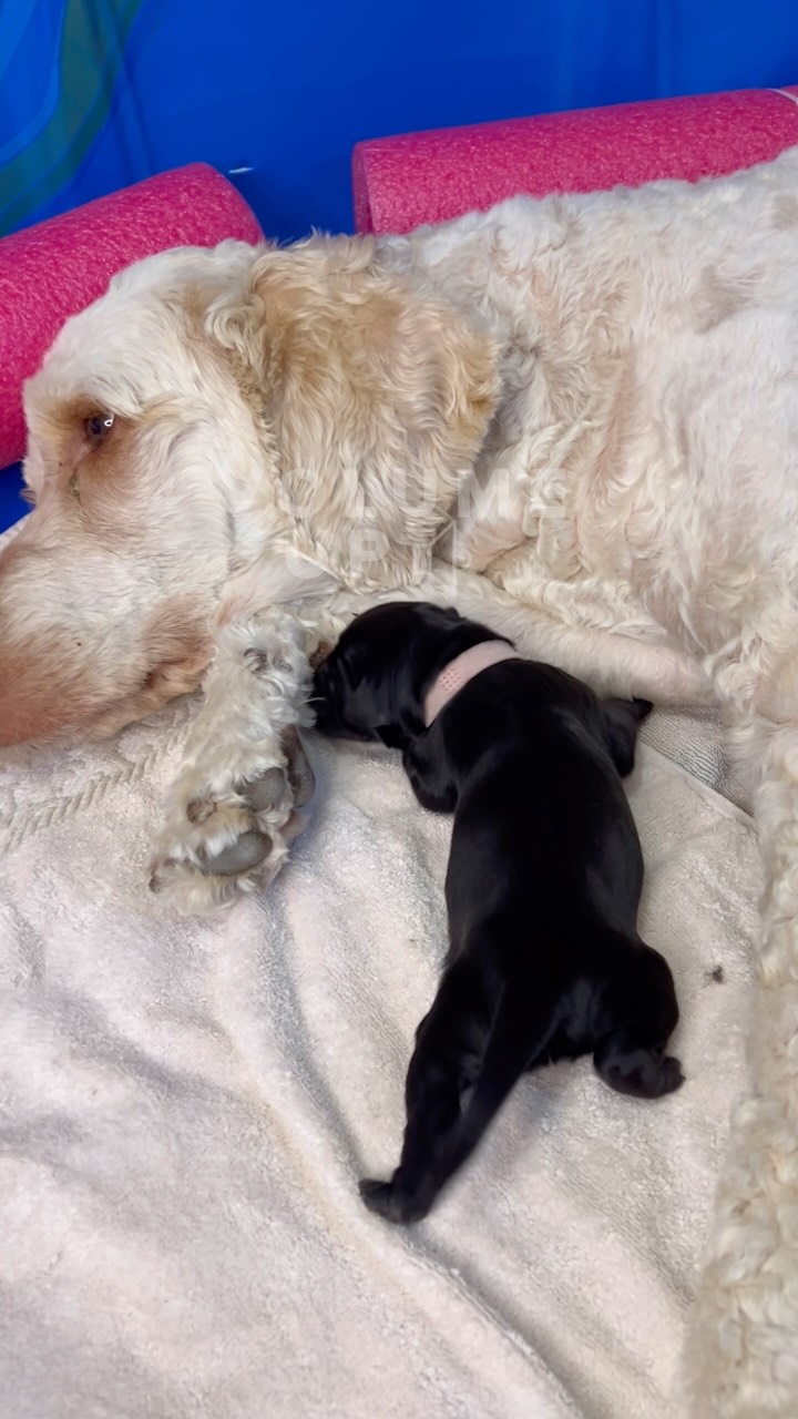 Puppy sounds in an almost silent house 🥹😂🥰