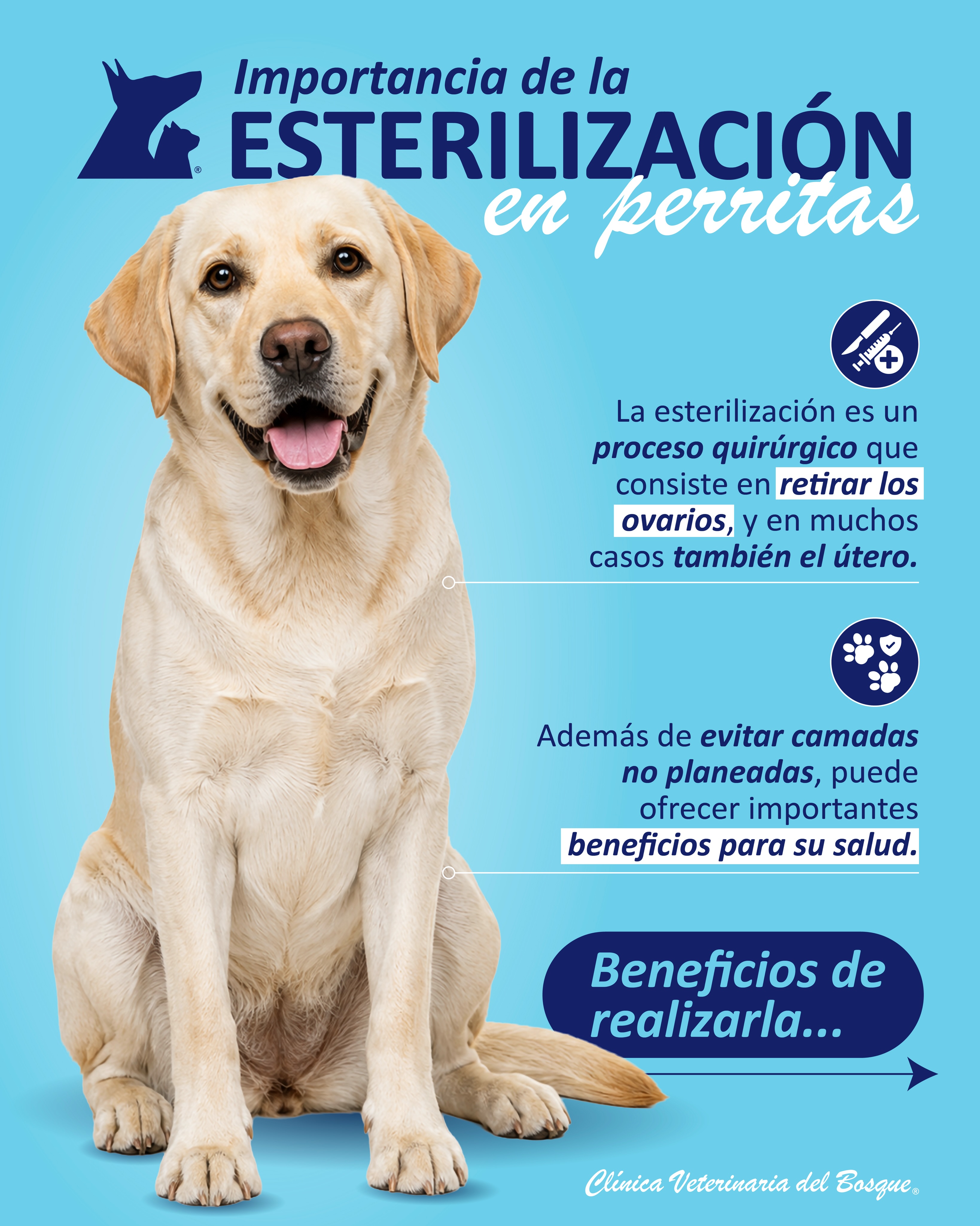 🐶💙 Esterilizar no solo significa evitar una camada. También puede ser una decisión importante para cuidar la salud de tu perra.
Ayuda a prevenir enfermedades como la piometra y puede reducir el riesgo de tumores mamarios, dependiendo del momento en que se realice.
Cada paciente es diferente, por eso el momento adecuado debe determinarse junto con su médico veterinario.
Consulta con nosotros:
📞55.5360.3311 / 55.5240.0404 / 55.8841.5819
#Esterilización #EsterilizaciónCanina #MedicinaPreventiva