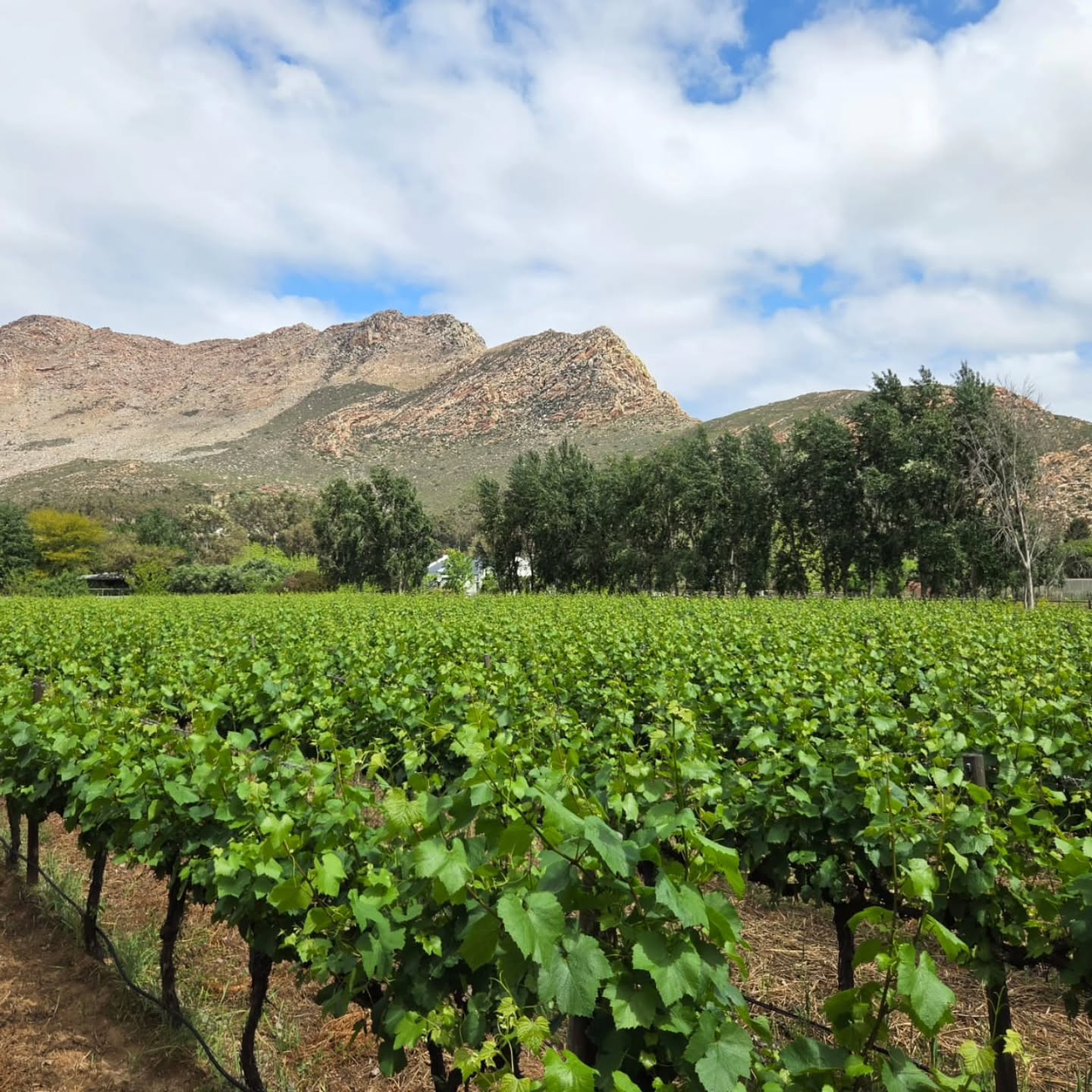 Green as far as the eye can see… well, almost! 😉🍇
The vines are thriving, the mountains are showing off, and Klein Nektar is looking mighty fine!
We think the Klein Karoo deserves a little bragging now and then. 💚⛰️
#KleinNektar #KleinKaroo #Montagu #vineyard #Route62