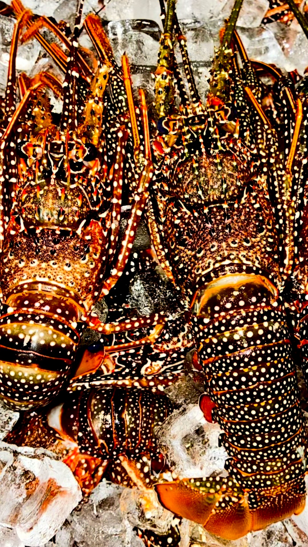 Ocean bounty at its finest this weekend 🦞
Sweet Spiny lobster or tender Guinea chicks. Two local delicacies, two very tempting ways to enjoy them.
Let’s sunset 🌅
#BermudaLobster #SpinyLobster #GuineaChicks #BermudaSeafood #LocalSeafood #BermudaFood #WeekendSpecials #Bermuda #BestOfBermuda #AchillesMoments #LetsSunset