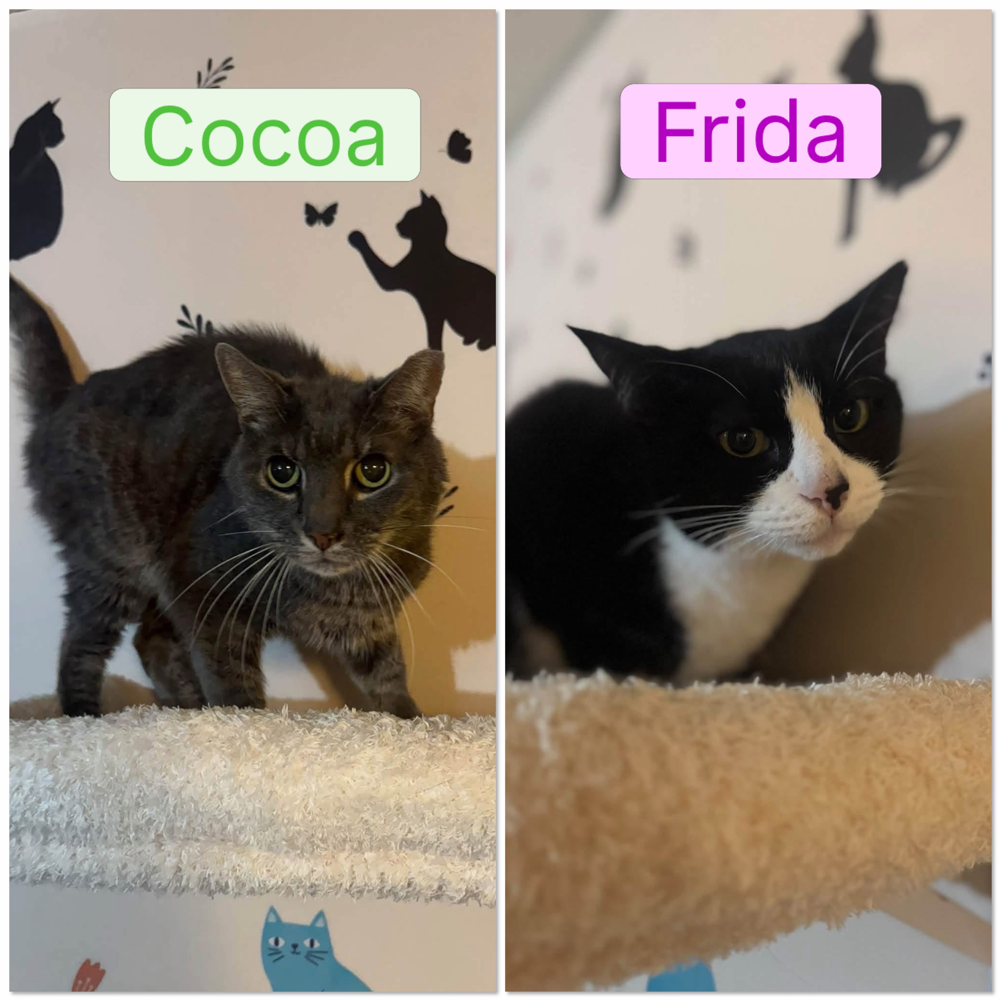 😻🐾 Cocoa (12,M,gray) & Frida (9,F,tuxedo) are two shy but sweet kitties. They recently lost their owner who loved them very much, and did amazing things for animal welfare in her local community. Her last wish was for her beloved kitties to find loving homes and we are making sure that is fulfilled 💖
They are scared and confused by their change in surroundings but are slowly coming around to see they are in a safe place 💖 They both like the company of other kitties, but could go home as single kitties as well.
Send us an app to schedule a meet and greet at https://www.animals-in-distress.org/adoptions
#animalsindistressnj #adoptablecats #cats #mercercountynj #adoptme