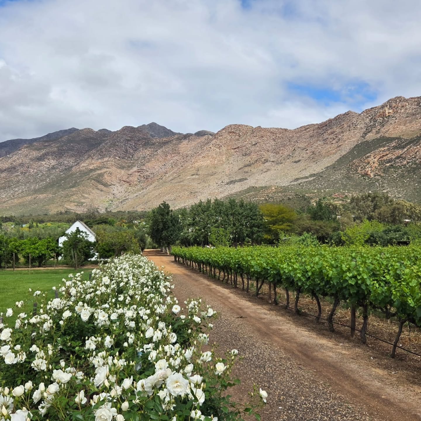 Simply magical! ❤️
There’s something rather special about walking down this little farm road with the vines on one side, roses on the other, and those mountains watching over it all.....
#farmstay #kleinkaroo #secretsouthafrica
#cabinfever #slowstays