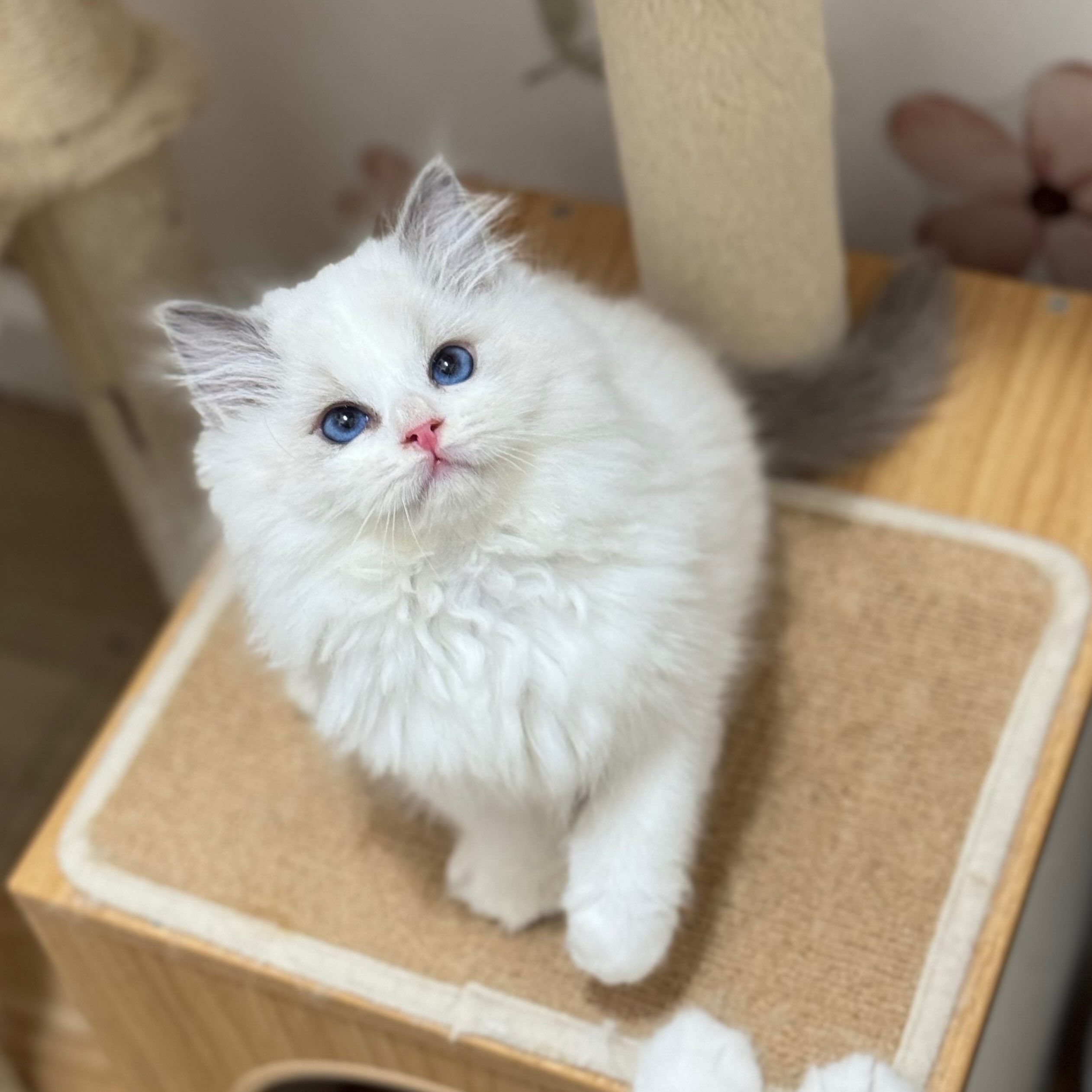 🎀
•
•
•
•
•
•
•
#kitten
#cats_of_instagram
#cats
#kittenoftheday
#ragdoll
