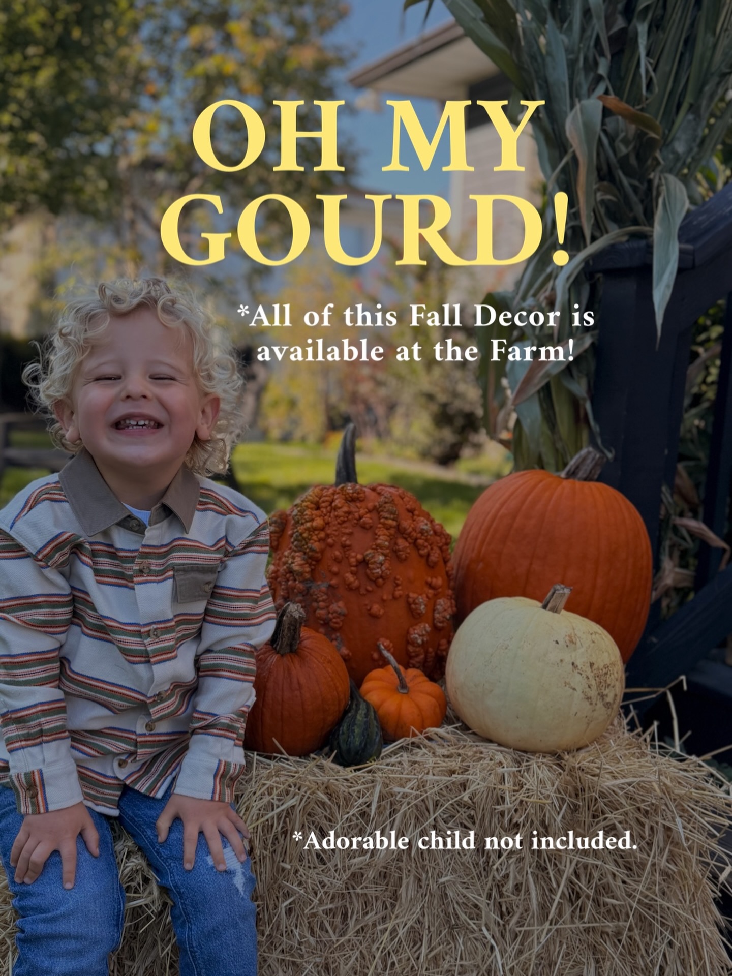 Visit our 2 farms and get ready for Fall! 🍁
🎃 PUMPKIN PICKING IS FREE TO ENTER 🎃 at both farms and our greenhouses are fully loaded with Mums and Pumpkins and Fall essentials!
OPEN 7 DAYS A WEEK FROM 10-6!