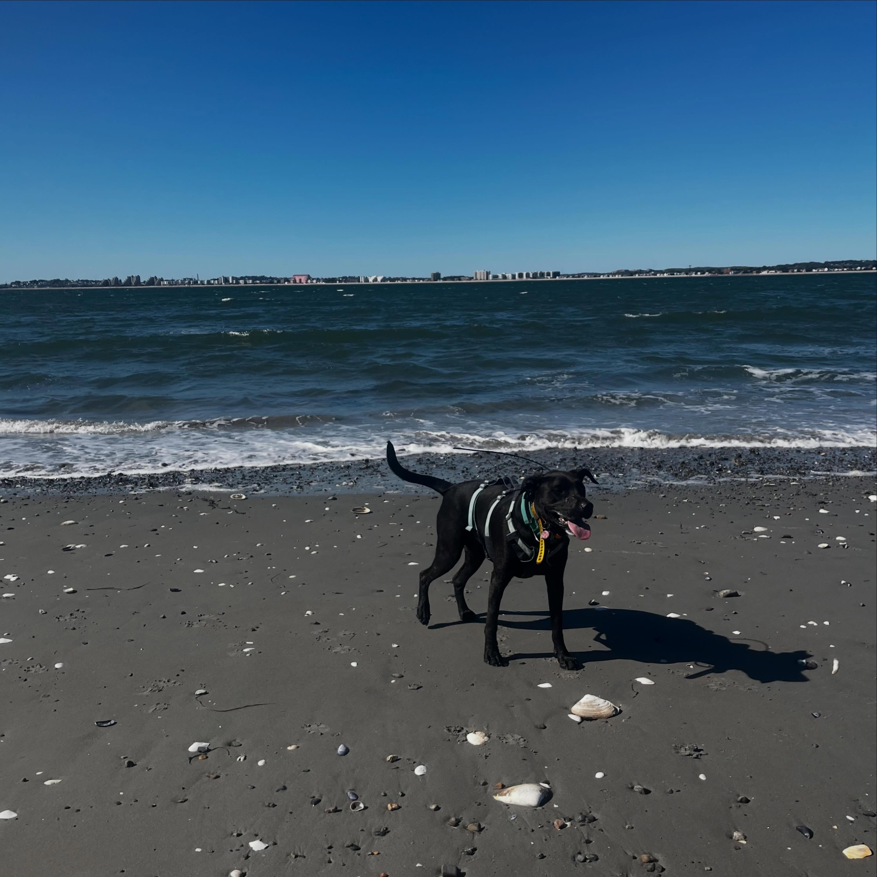 Meet us at the beach 🏖️
#adventuredogs #beachday #weloveseaweed