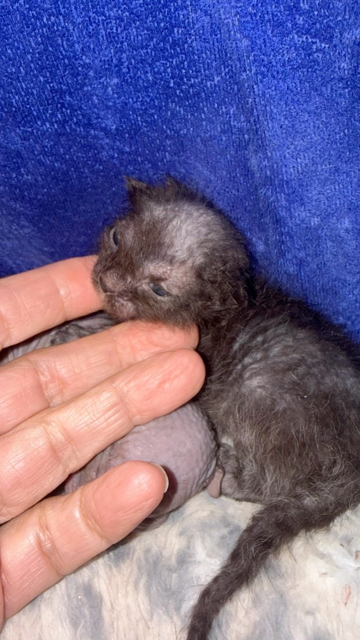 From fuzzy little newborn to a coat that keeps changing—follow along and watch this black brush girl grow. 🖤 She’s available and will be ready to go home when she’s old enough. Message me for details.
#Donskoy #DonskoyKitten #BrushCoat #KittenJourney #AvailableKitten