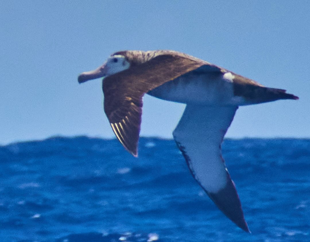 As we cross 30 degrees South, Saecwen is welcomed into the Southern Ocean by our 1st Albatross
(We are are pretty sure it’s a juvenile Wandering Albatross)