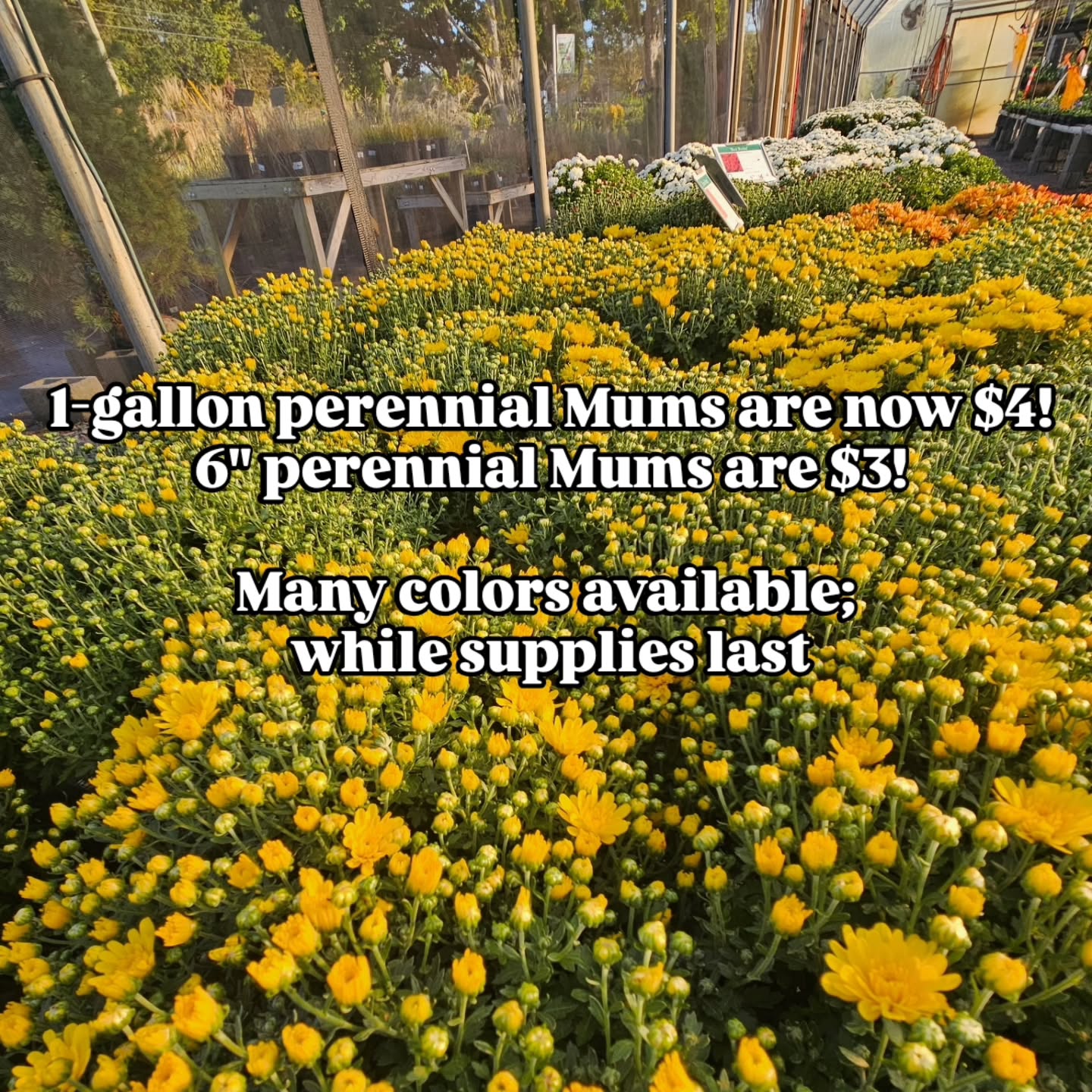 While supplies last!🌼✨️
📍2008 Lewisburg Pike, Franklin
615-468-2008
