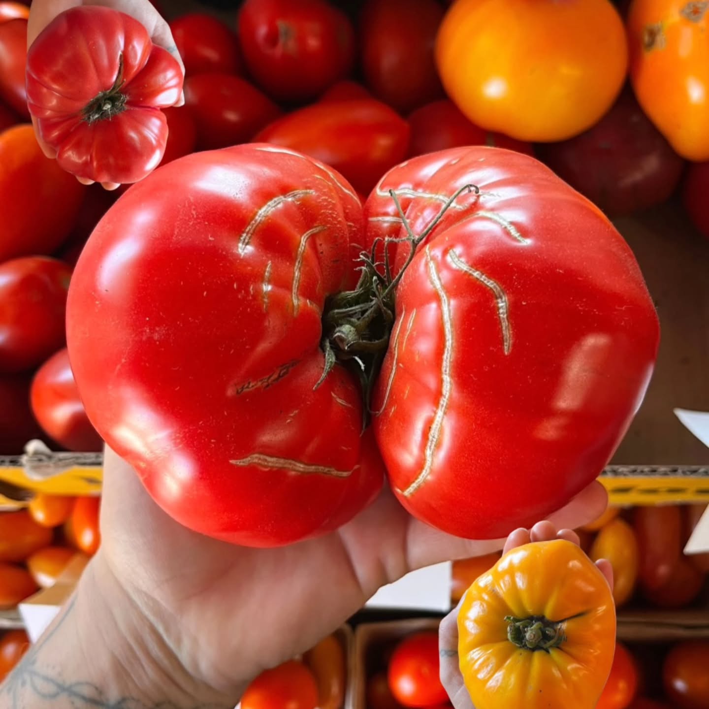 Shopping at @woodsrosemarket Did someone say caprese??? We’re nearing the end of tomato season with cold temps on their way this weekend. Luckily, we’ve got an amazing selection of delicious local tomatoes - heirlooms, romas, cherries, and saladettes. Pair them with these sweet potted basils from @looseleafherbs and add some @mtzarellamt for a caprese delight. Also, we’ve got Montana bacon for all your BLT needs. Snag em before they’re gone! 🍅🍅🍅