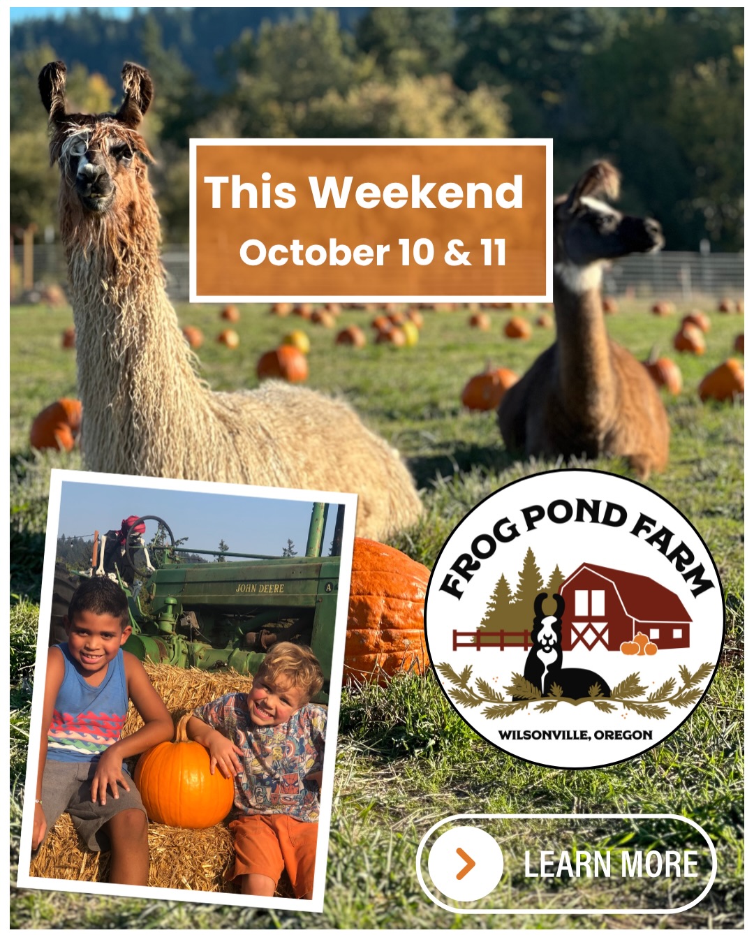 We’re finally getting the perfect Oregon autumn weather we’ve been waiting for!!!
This Weekend:
🐪 Meet and feed over 80 animals
🎃 Snag a selfie with the llamas IN our pumpkin patch
🌽 Conquer the corn maze
🎈Jump in the Bounce Park
🦙Lead a llama through an obstacle course
✨Get your face painted & join a magic show
🦜 Catch an Oregon Bird Man Show (Sat)
🍩Relax into the perfect fall day with fresh apple cider donuts.
🎃 Now–November 1
🐾 Dog-friendly
🗓️ Open 7 Days a Week
📍 Wilsonville, Oregon
👉 www.thefrogpondfarm.com
