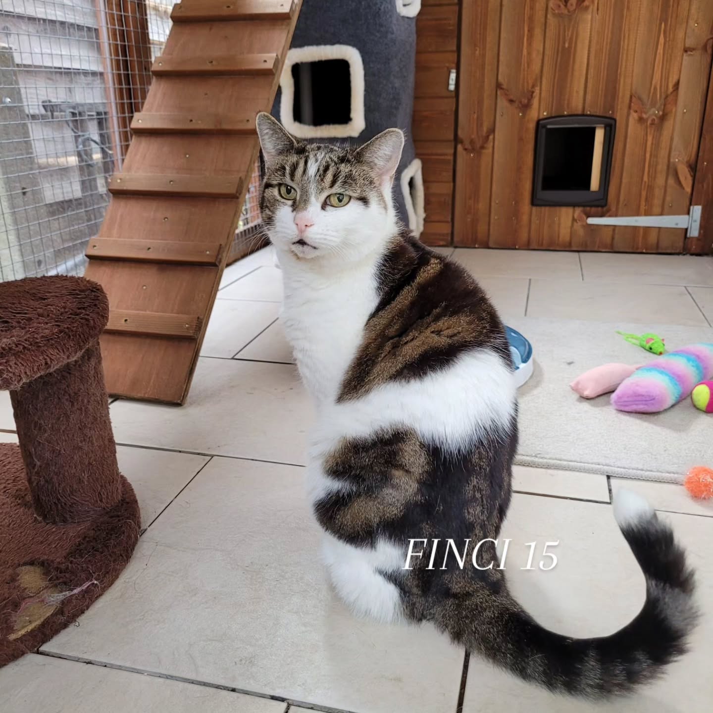 Finci 15 🐈
On 9 October 2011, my beloved grandmother on my dad’s side, my dear Joli Mama, passed away and went to be with our Heavenly Father.
She worked hard all her life to give the best she could to her children, including my dad. Later, with all her wisdom, she guided and looked after her four grandchildren – me being one of them.
And on that very same day, 9 October 2011, Finci was born.
I have always imagined that the two of them met somewhere along the way. Perhaps when Mama was making her way up to Heaven, Finco was getting ready to come down.
“Look after Beus. Be a good cat for her. Be there for her when life gets hard.”
Whether that is how it really happened, only the two of them know. ❤️
Finci became part of our family in December 2011, and ever since, she has held a very special place in my heart – and perhaps, by now, in Miklos’s heart too.
She was there beside me when I was left alone after a heartbreak. She waited outside the bathroom door when we lost our baby, staring at me with those big green eyes, as if she was saying:
“Everything is going to be alright, Mum.”
It took me ten years to earn the privilege of having her climb onto my tummy and sleep on me in the middle of the night, when it is pitch black. During the day, she only does it when I’m ill. 😊
And this year her health started to decline. Yet she still chases a mouse as if she were two years old. 🐭
At 15, she is very much a teenager. She hides under the bed, which equal to slam the door in our faces in human level. And then, at 6am, she turns into Maria Callas and sings at the top of her lungs:
“Wake up! It’s morning!”
Sunday included, of course. 😅
Maybe a two-legged child was not meant for us (yet?), but having this four-legged child has taught us – and continues to teach us – so much.
She teaches us with strictness, wisdom and, of course, on her terms.
Just like Joli Mama did.
And perhaps that is the most beautiful part of this whole story:
15 years later, I still like to believe that on that day, two souls met – one going home, and one coming to me.
Happy 15th birthday, our little old lady. 🐈❤️
Thank you for looking after me, Finci.