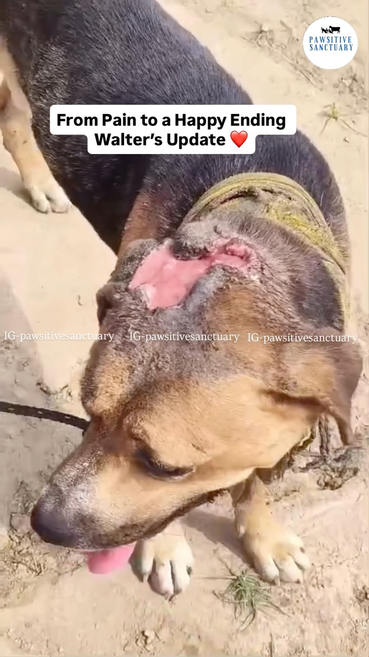 ❤️🩹 UPDATE ON WALTER — HEALING COMPLETE! 🐾❤️
Remember Walter? The little soul who was brought to us with a severe wound on his head after being found wandering on the streets. 💔
Today, we have the happiest update to share with you — Walter’s wound has healed completely! 🥹❤️🩹
What once looked painful and frightening is now just a part of his past. Walter has come such a long way, and seeing him healed, happy and safe makes everything worth it. 🐾❤️
And the most beautiful part of his story? The kind-hearted people who rescued him decided to adopt Walter once he recovered. ❤️
From being alone and injured on the streets to finding a family of his own — Walter got the second chance he truly deserved. 🥹🏡🐾
Thank you to everyone who supported Walter throughout his healing journey. Your love, prayers and support made a difference. ❤️
Walter is healed. Walter is loved. And Walter is finally home. 🐾❤️
#WalterUpdate #RescueAndRecovery #HappyEnding #AdoptDontShop #PawsitiveSanctuary
